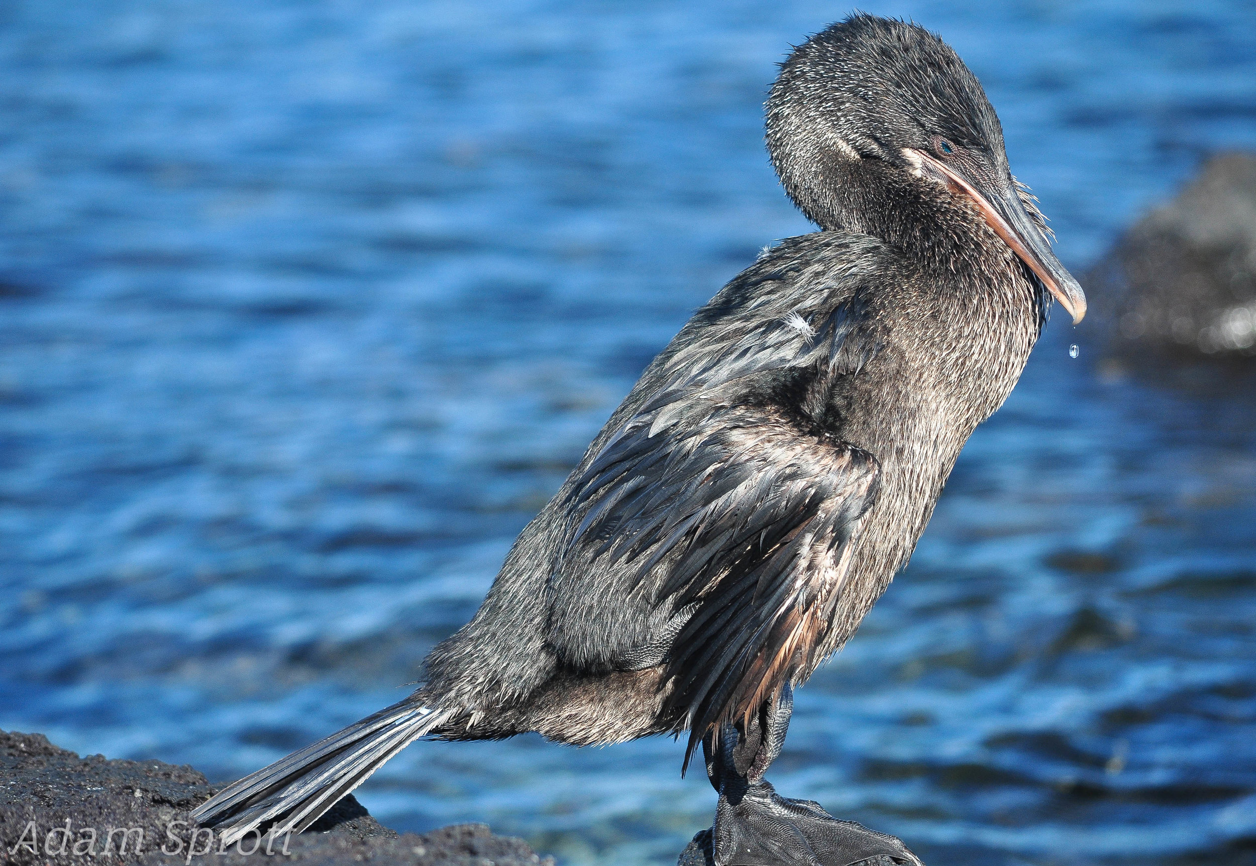 Galapagos_00001096 (2).jpg