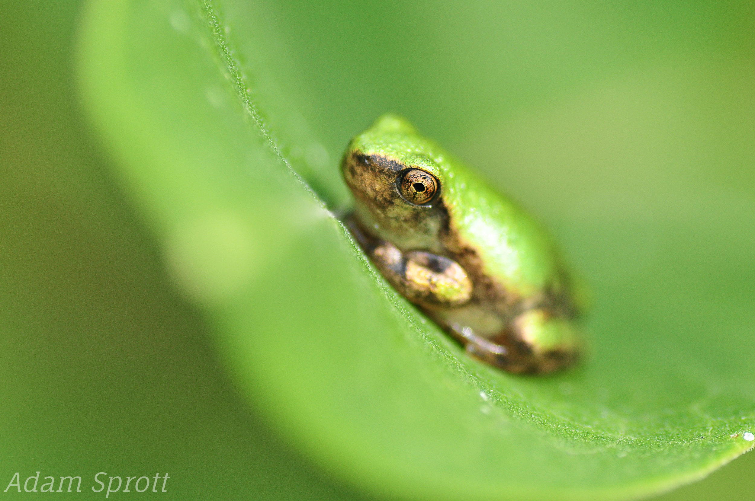 Gray Tree Frog - Hyla versicolor.jpg