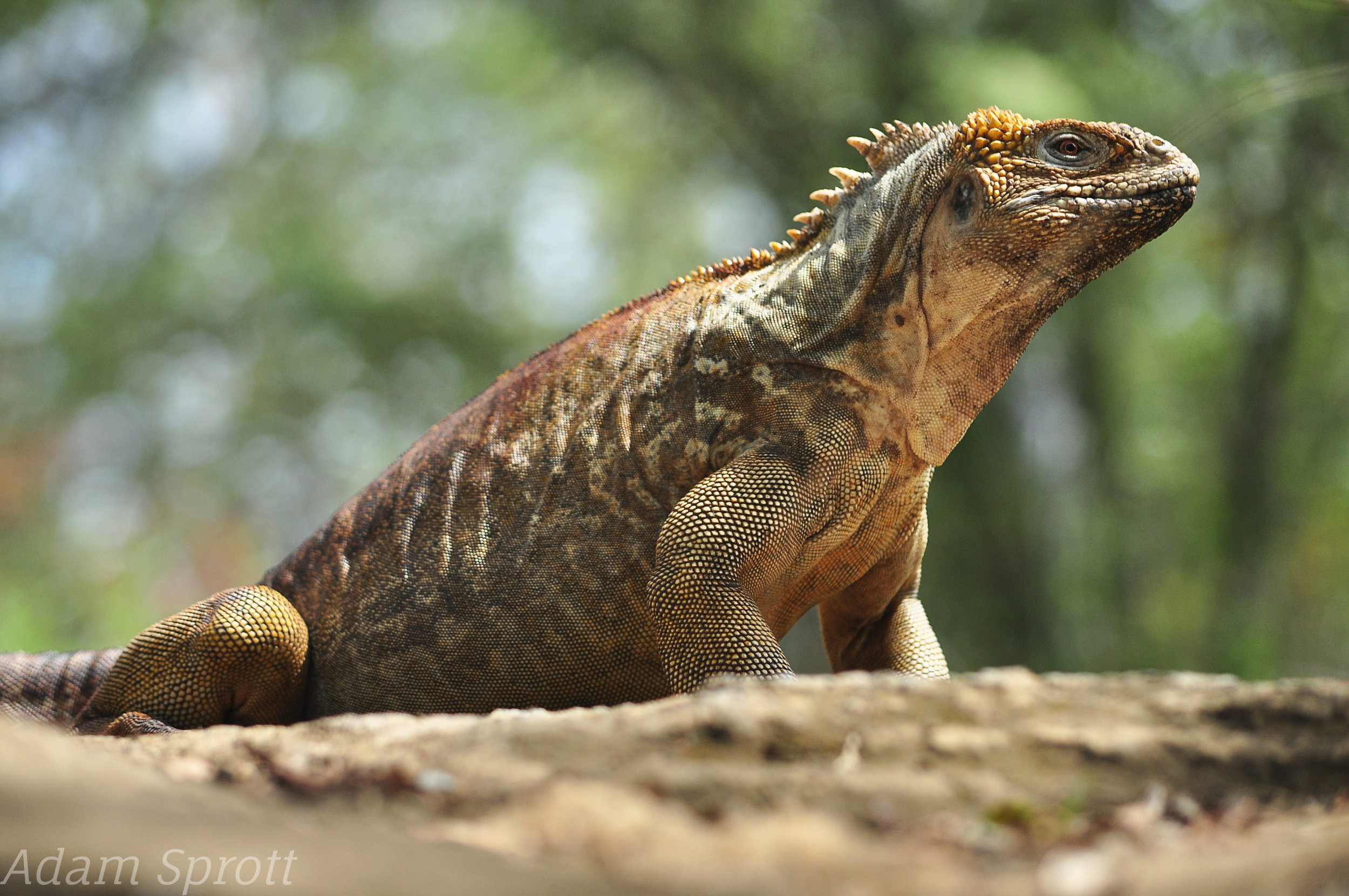 Land Iguana - Conolophus subcristatus.jpg