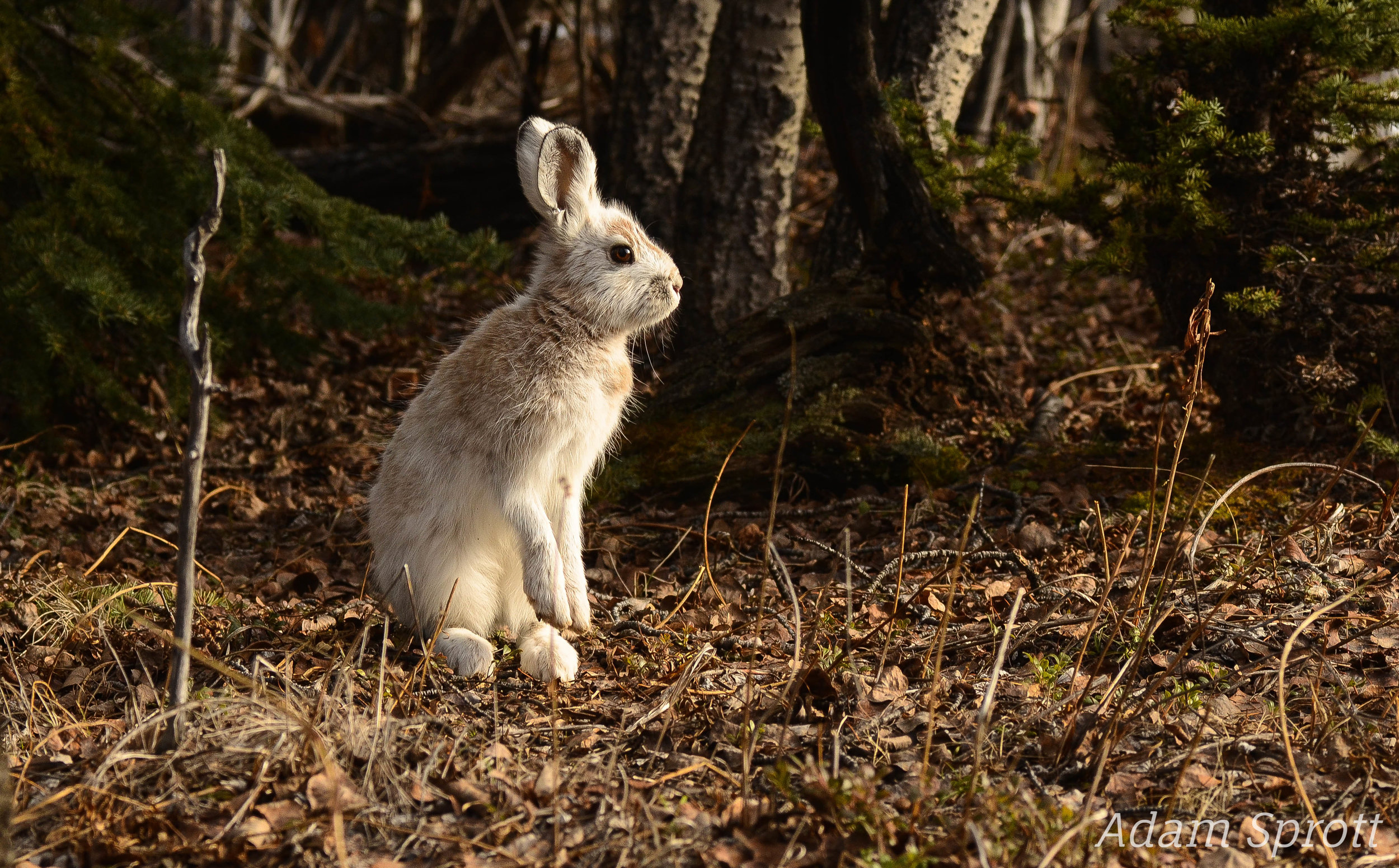 Lepus americanus.jpg