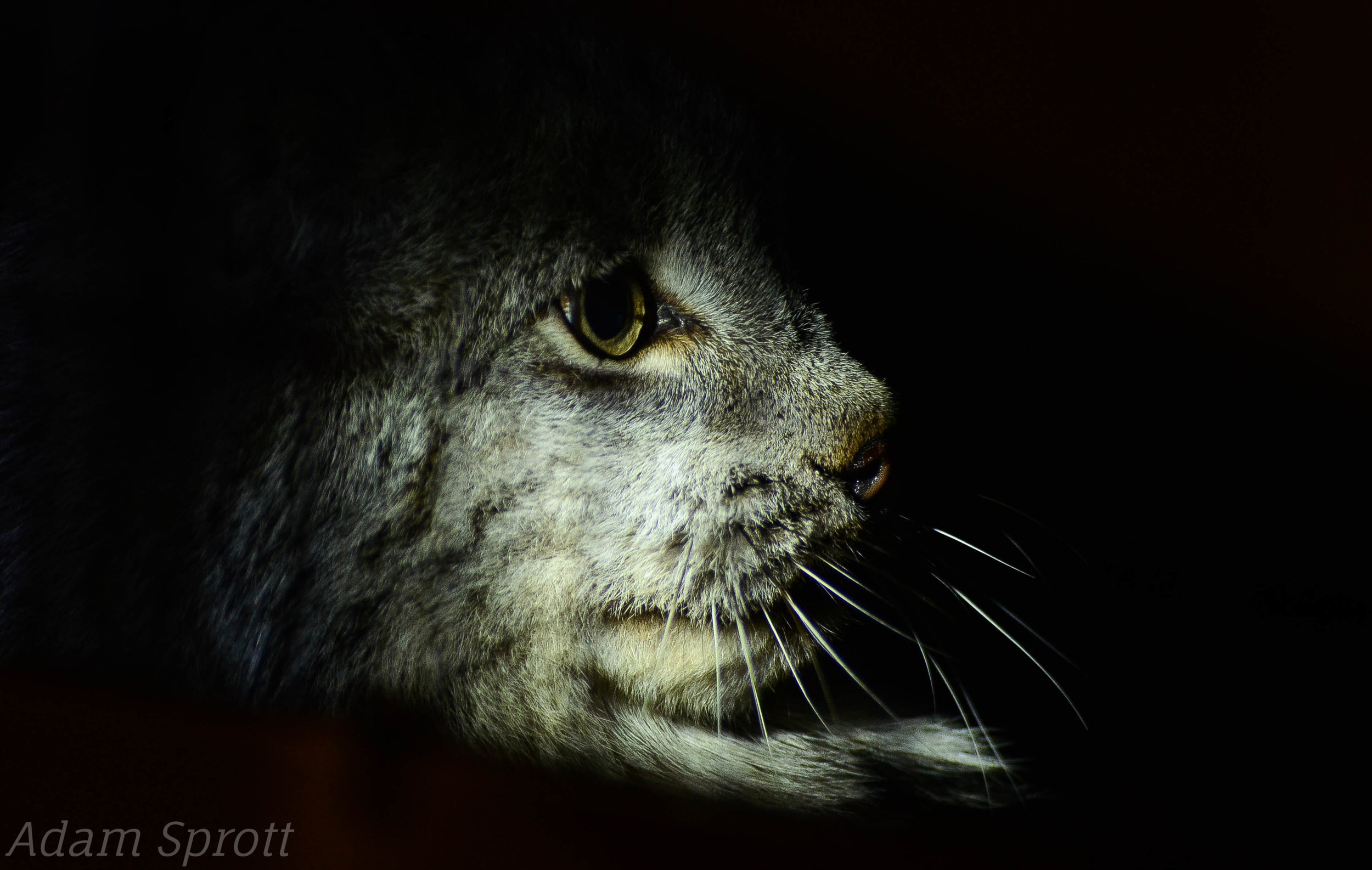 Lynx canadensis - 'Mad Max'.jpg