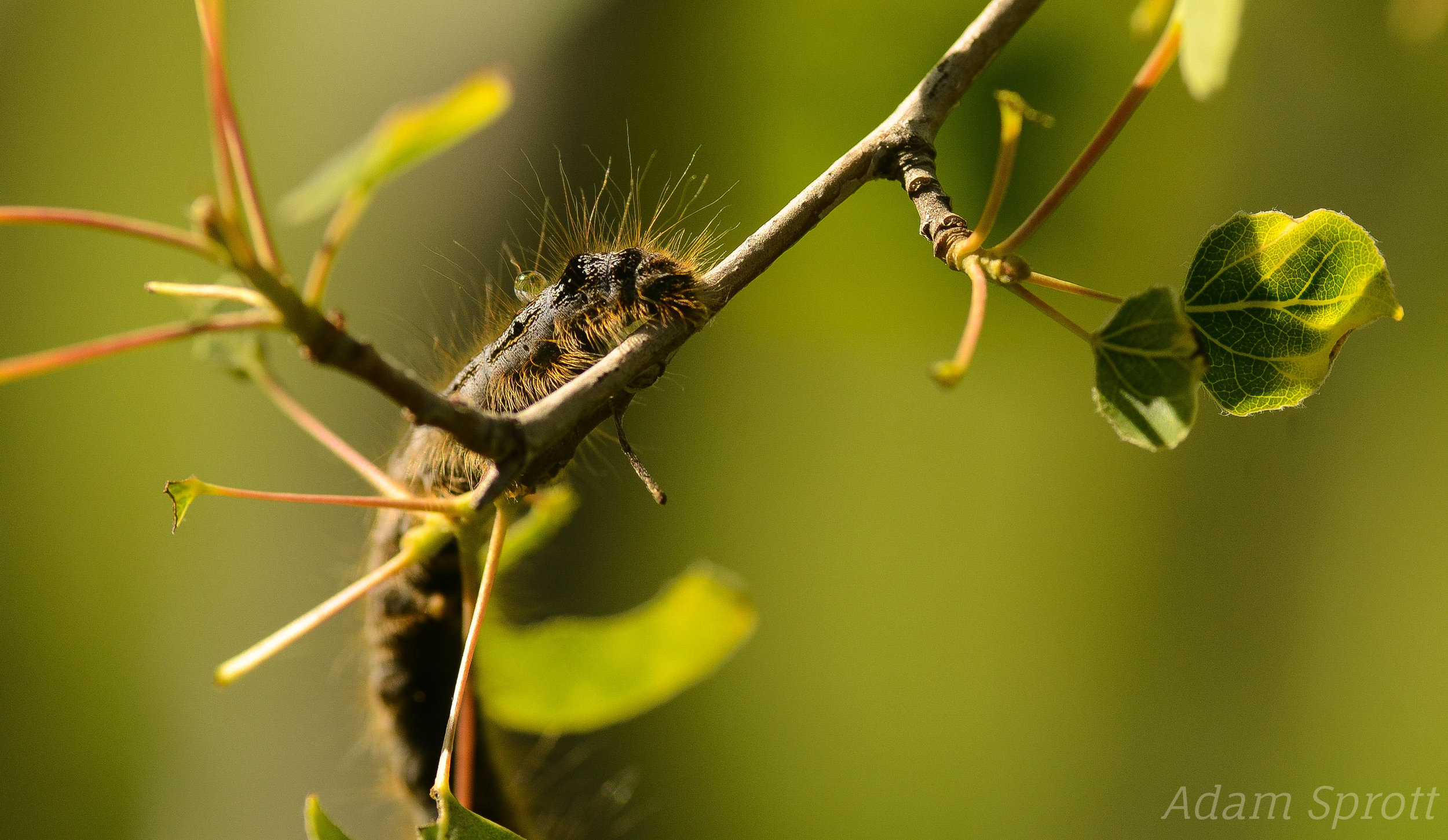 Malacosoma disstria.jpg