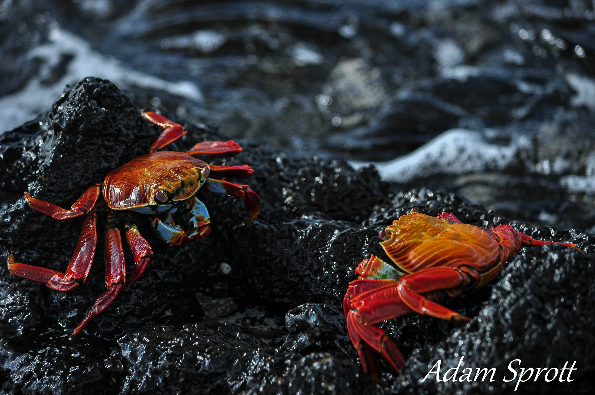 Galapagos_00000065.jpg