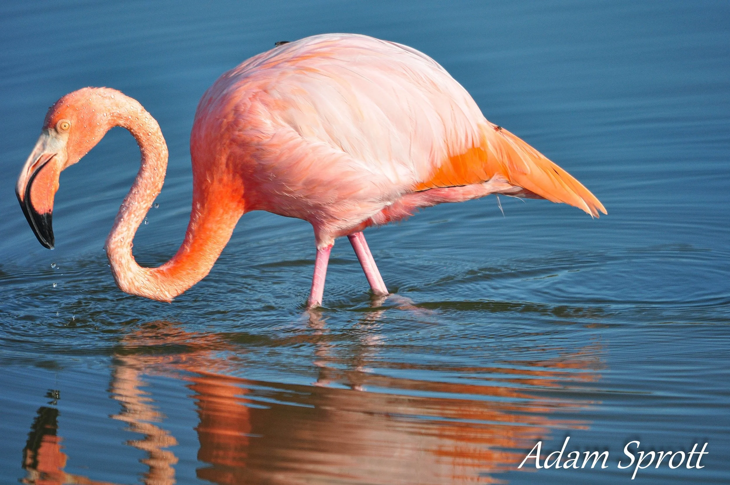 Galapagos_00000097-2.jpg
