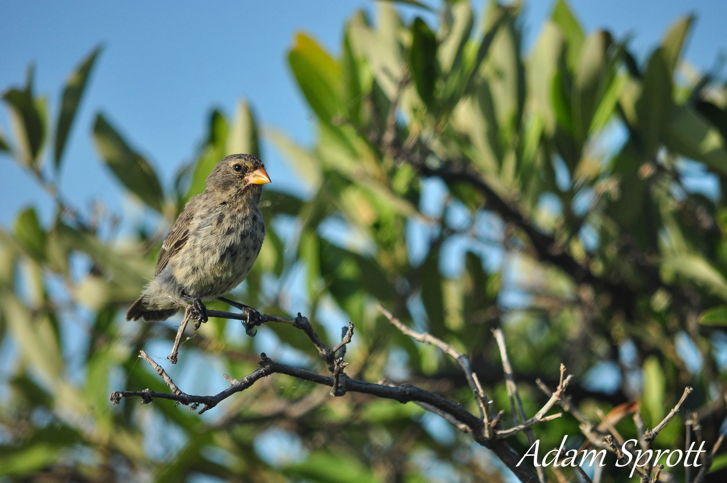 Galapagos_00000125.jpg
