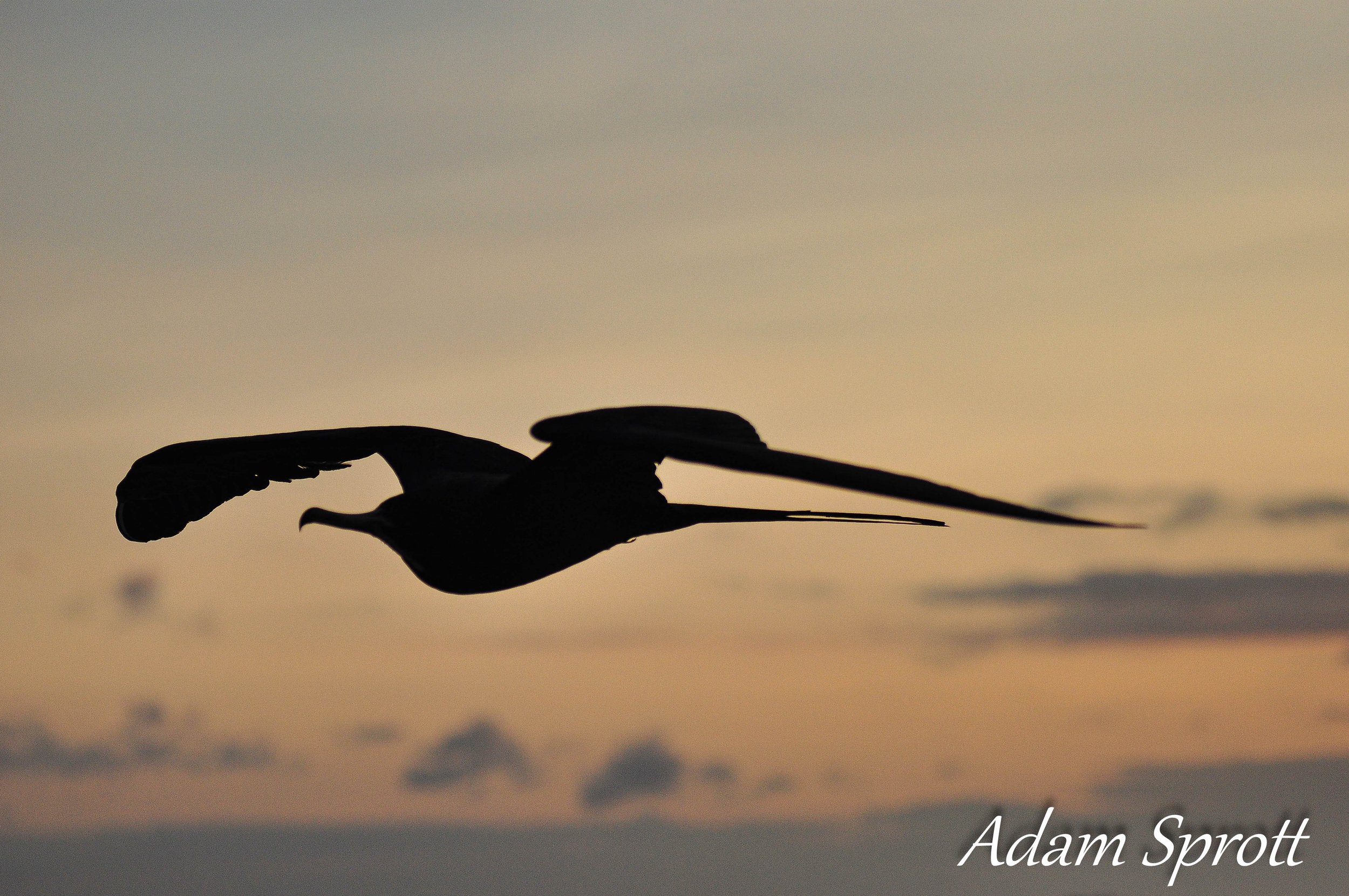 Galapagos_00000193.jpg