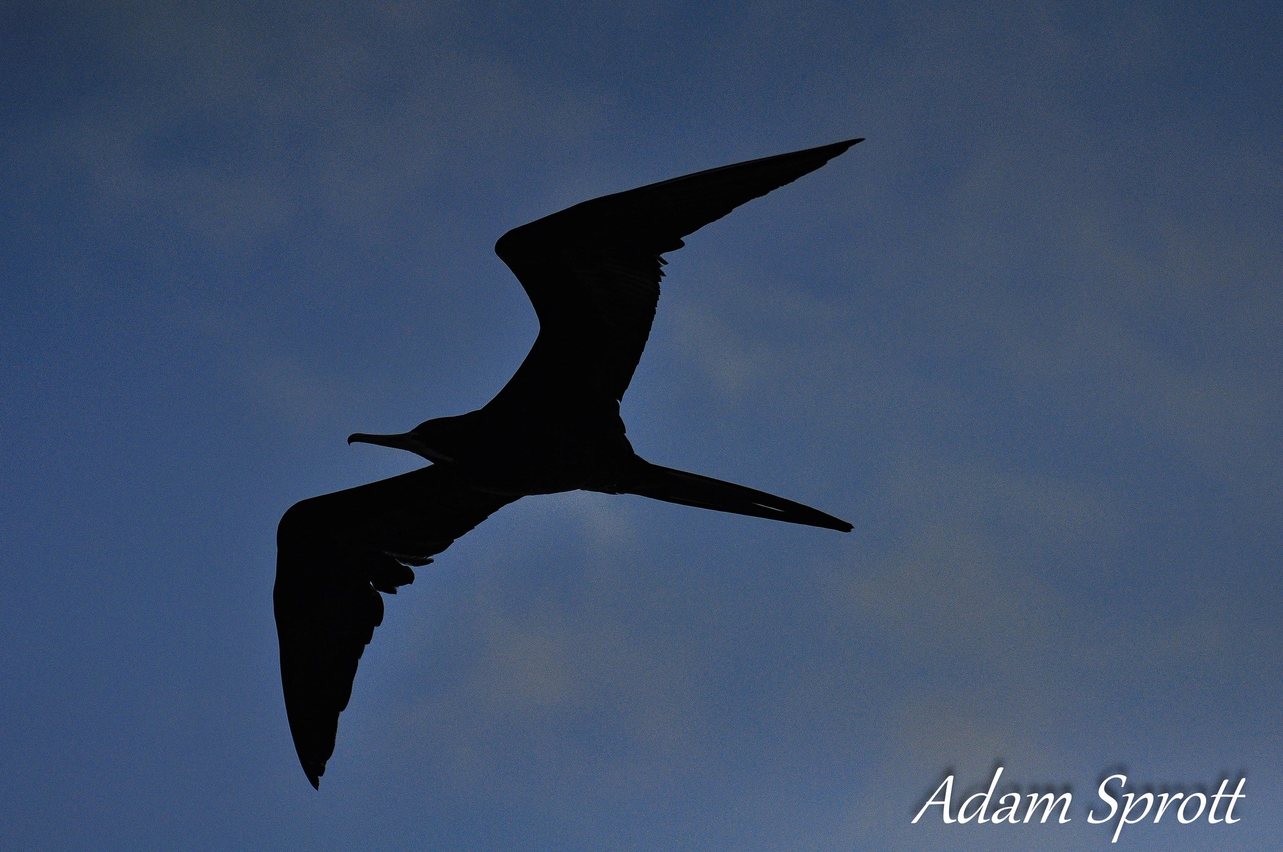 Galapagos_00000194.jpg