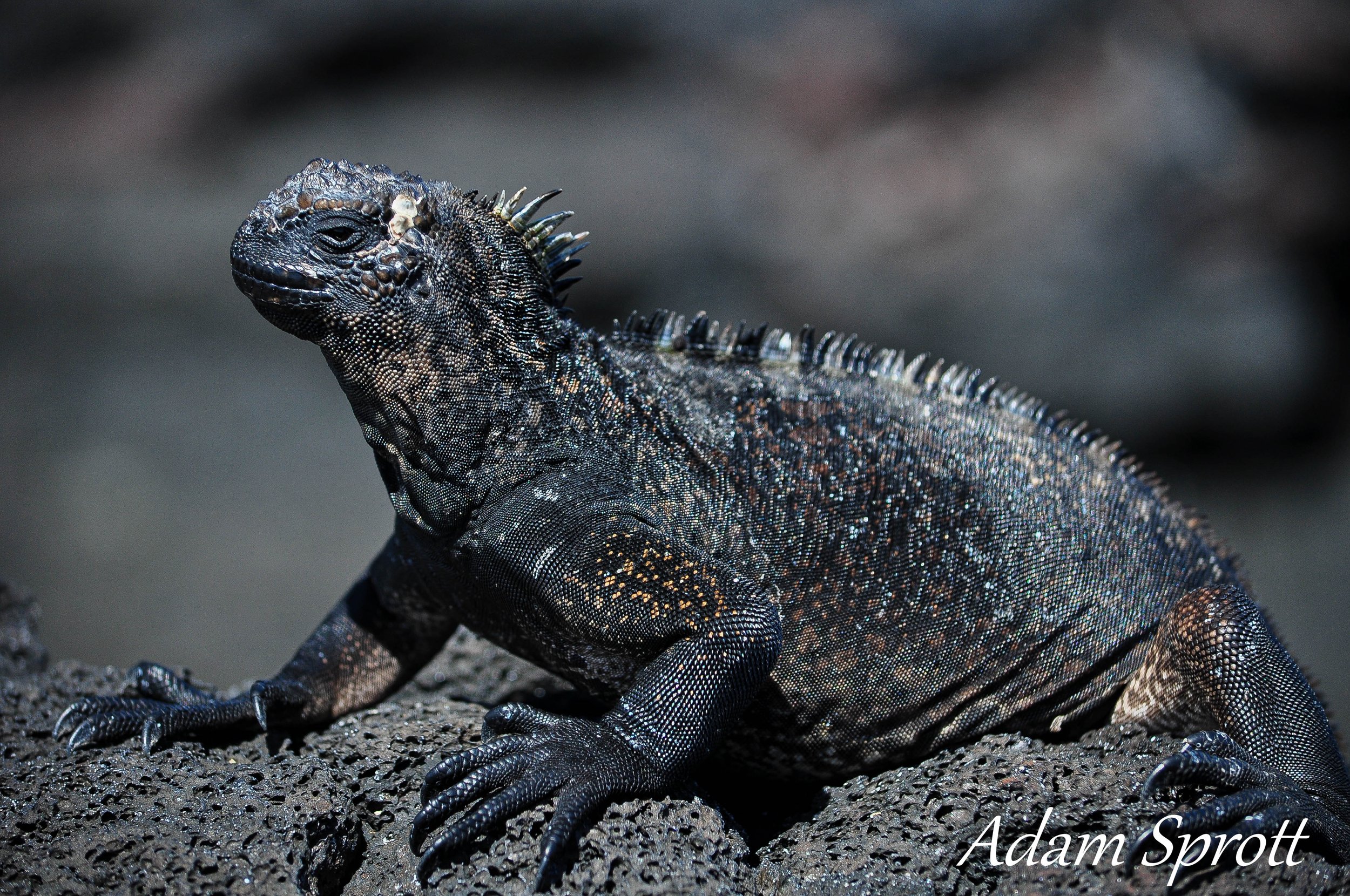Galapagos_00000208.jpg