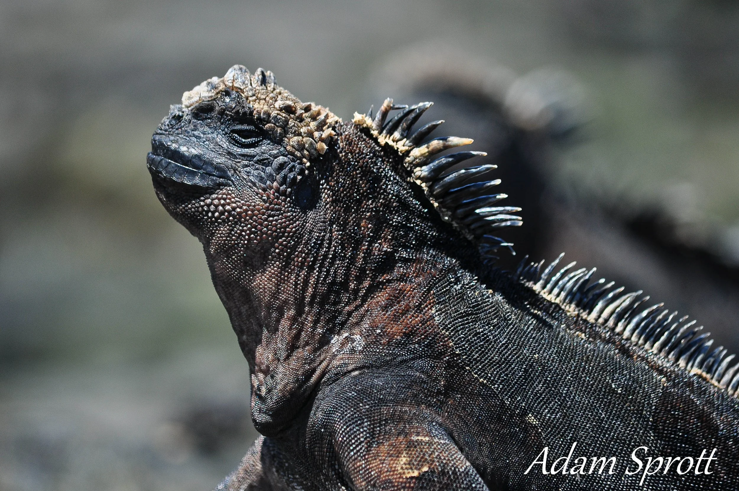 Galapagos_00000210.jpg