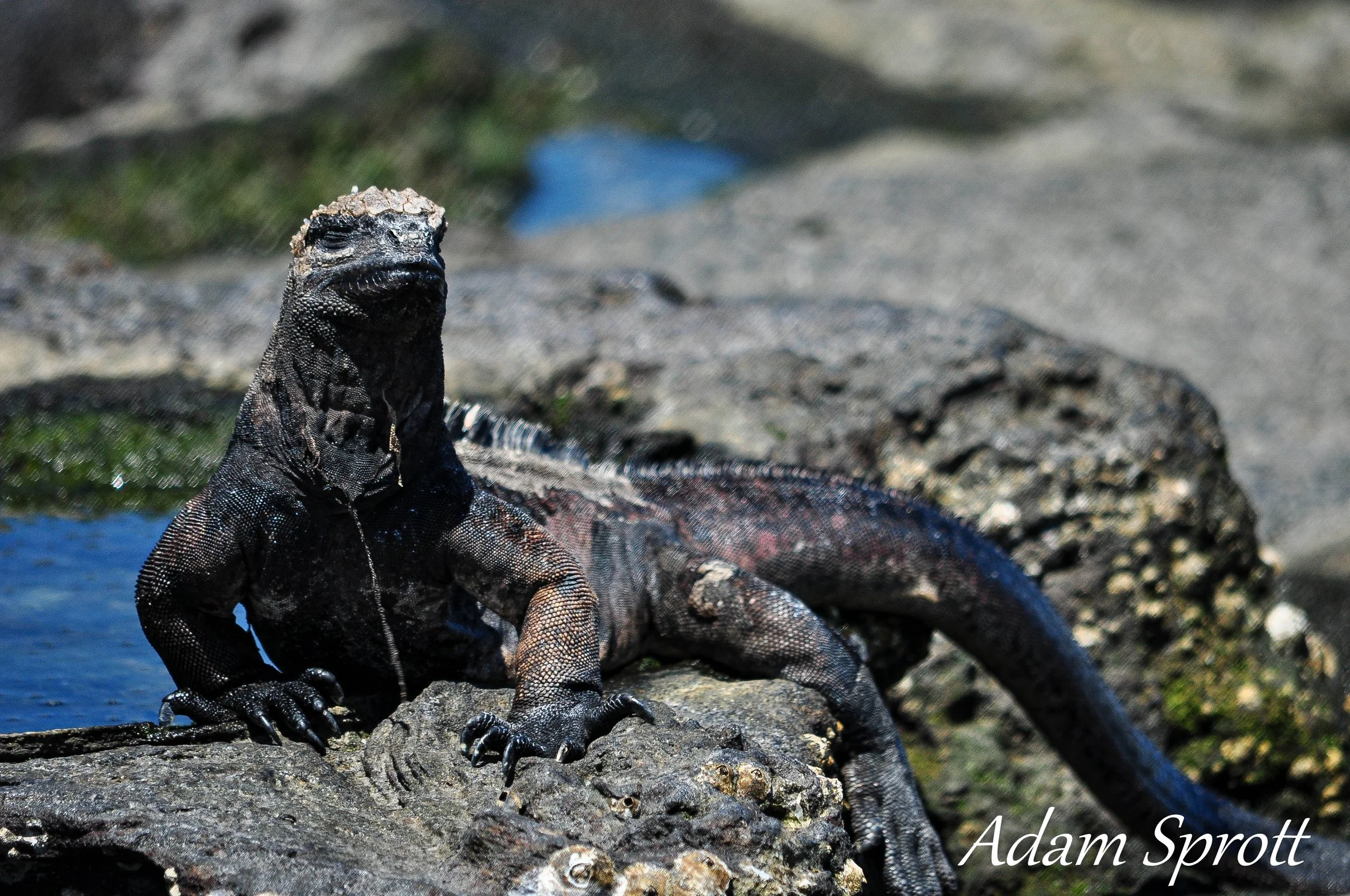 Galapagos_00000211.jpg
