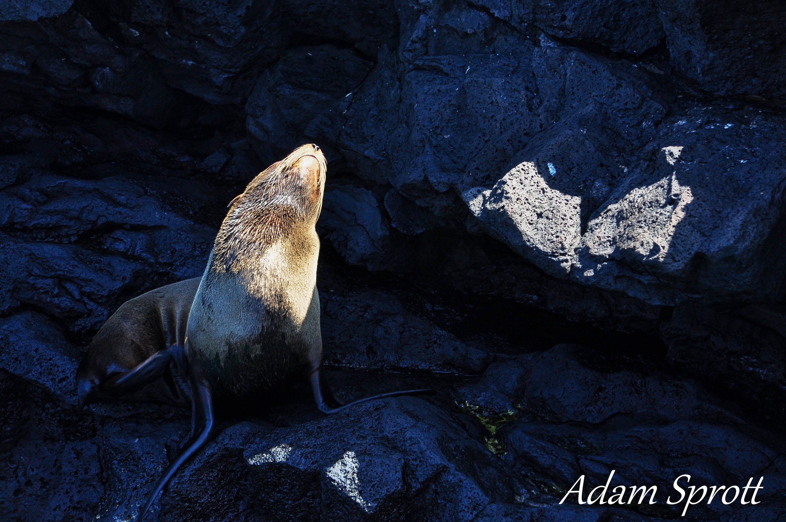 Galapagos_00000244.jpg