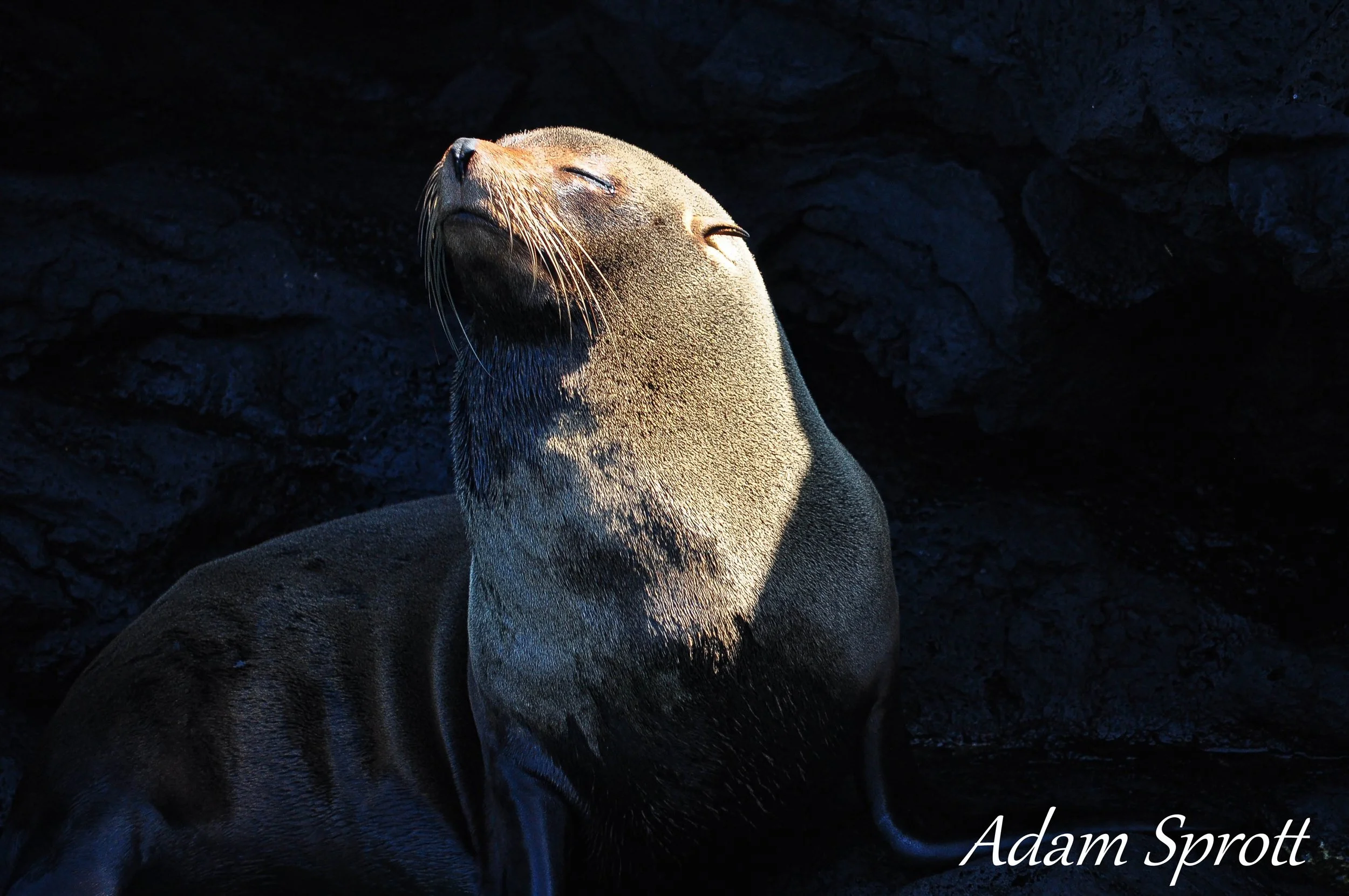Galapagos_00000245.jpg