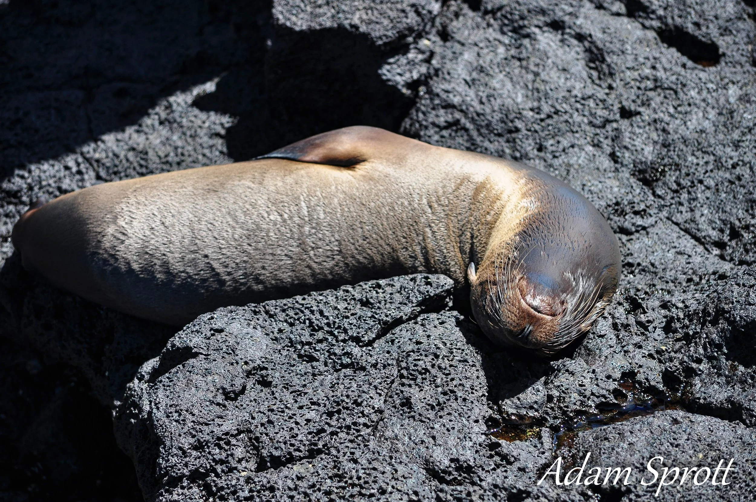 Galapagos_00000320.jpg