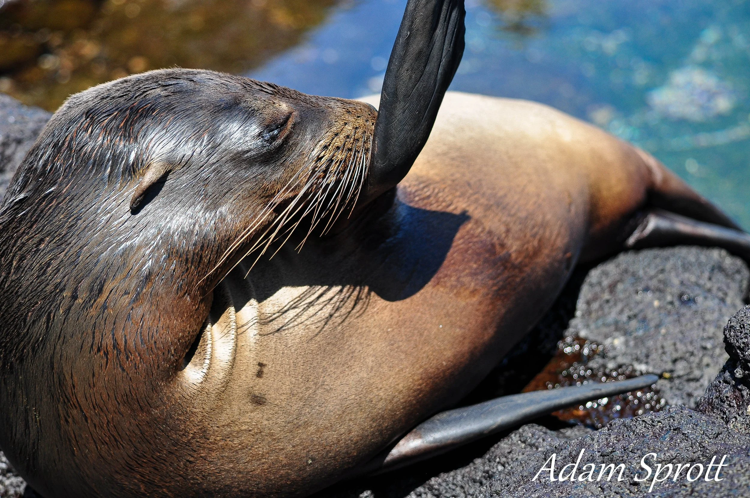 Galapagos_00000336.jpg