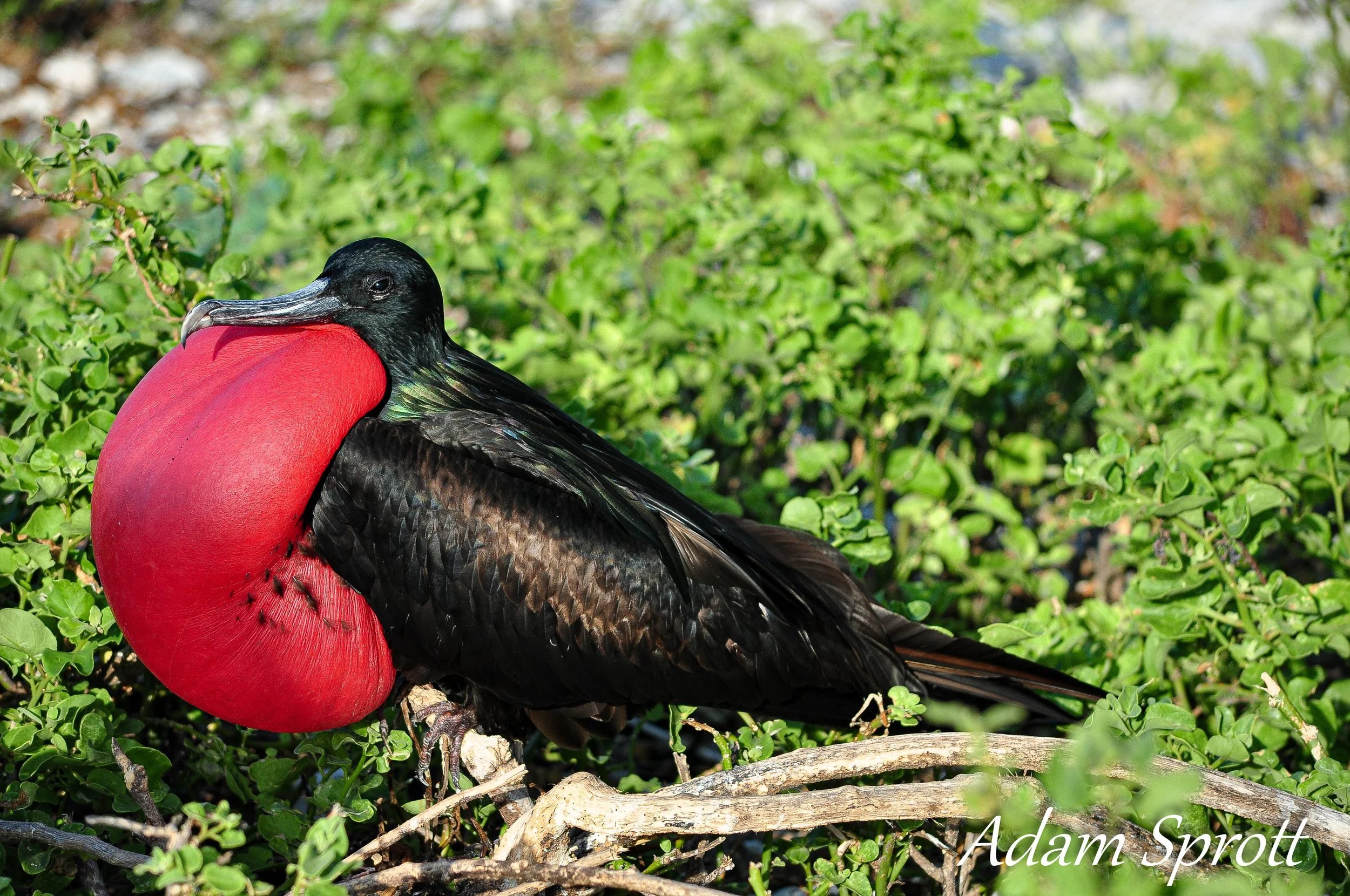 Galapagos_00000462.jpg