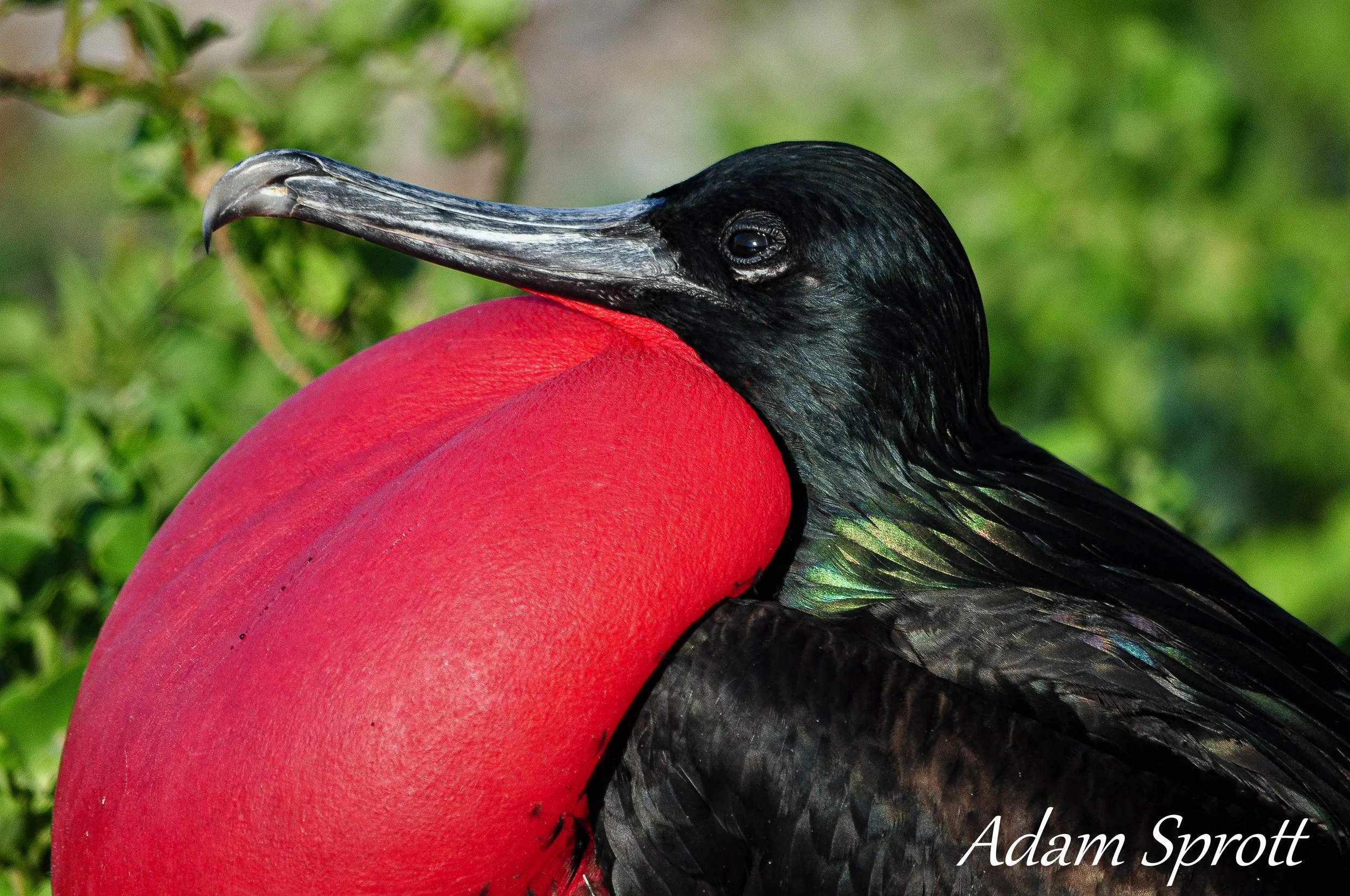 Galapagos_00000460.jpg