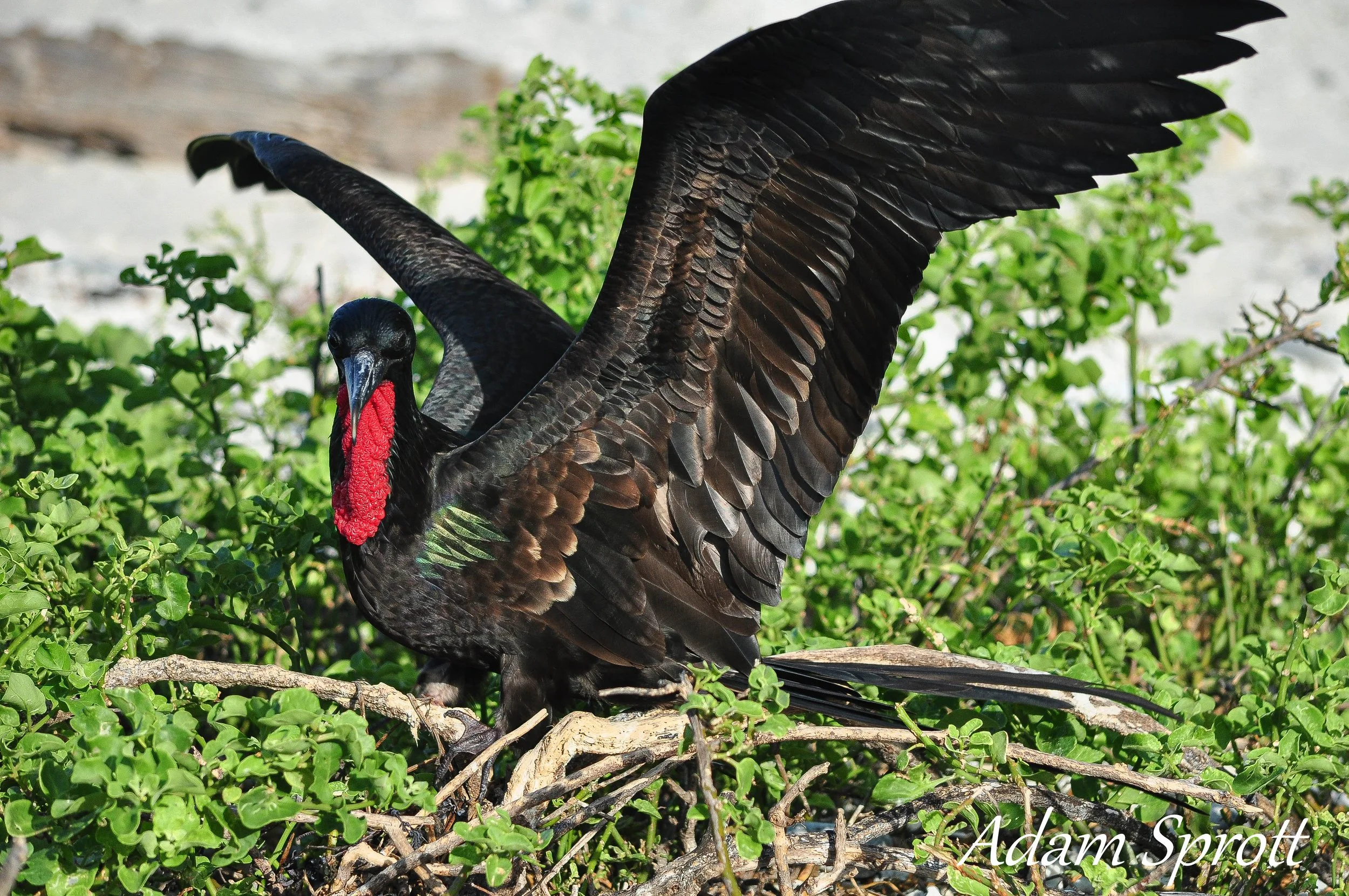 Galapagos_00000486.jpg
