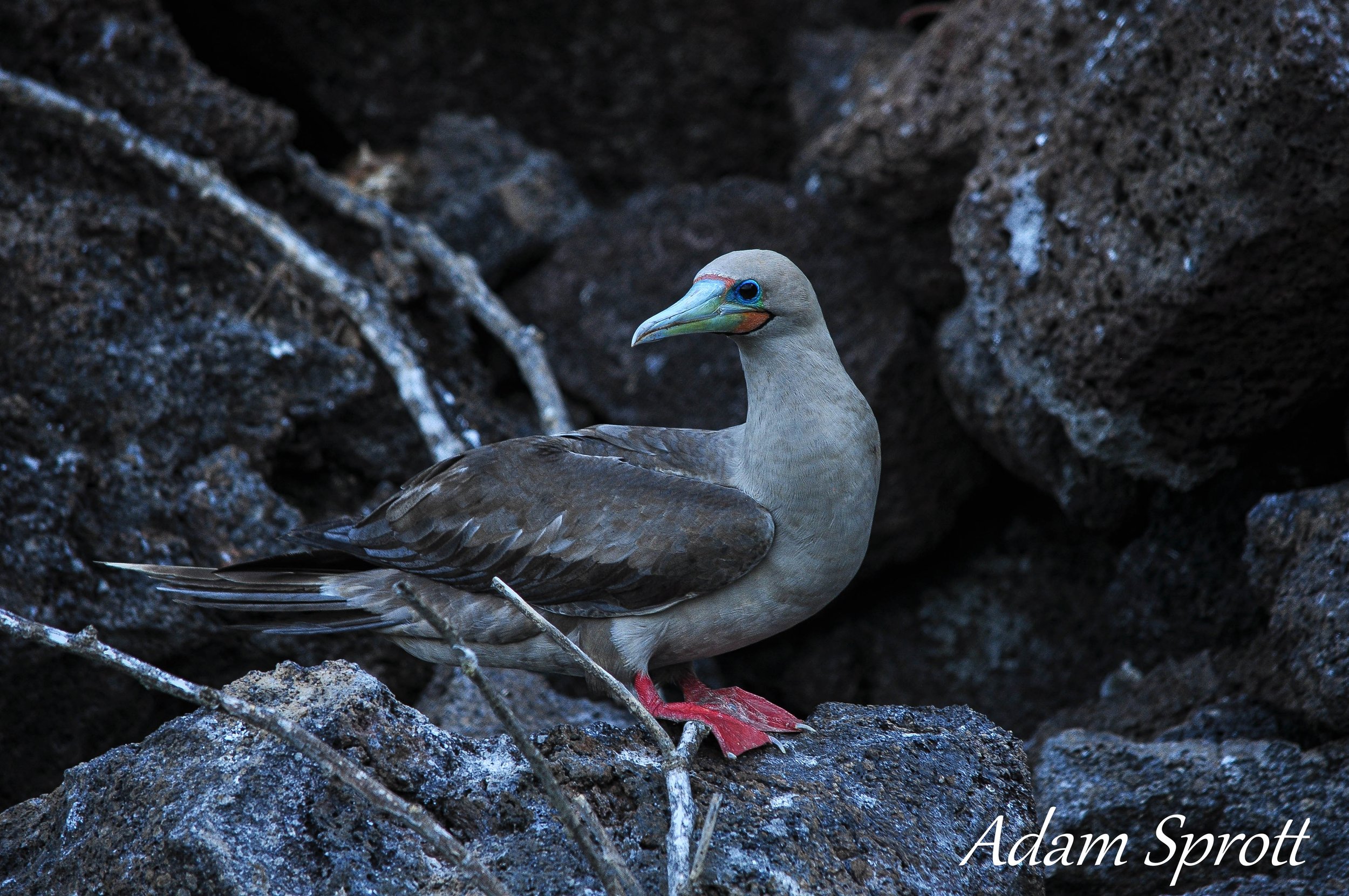 Galapagos_00000526.jpg