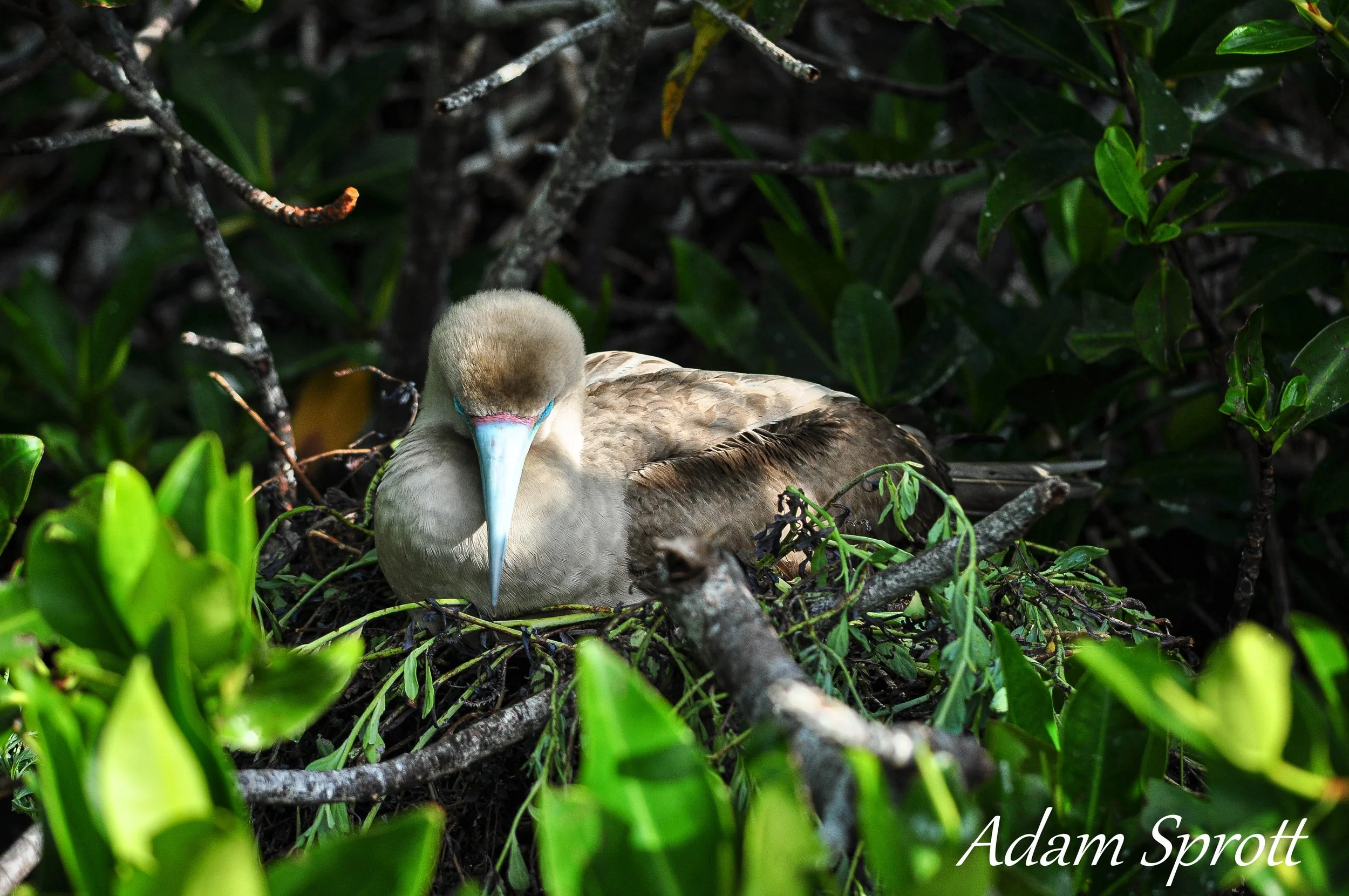 Galapagos_00000554.jpg