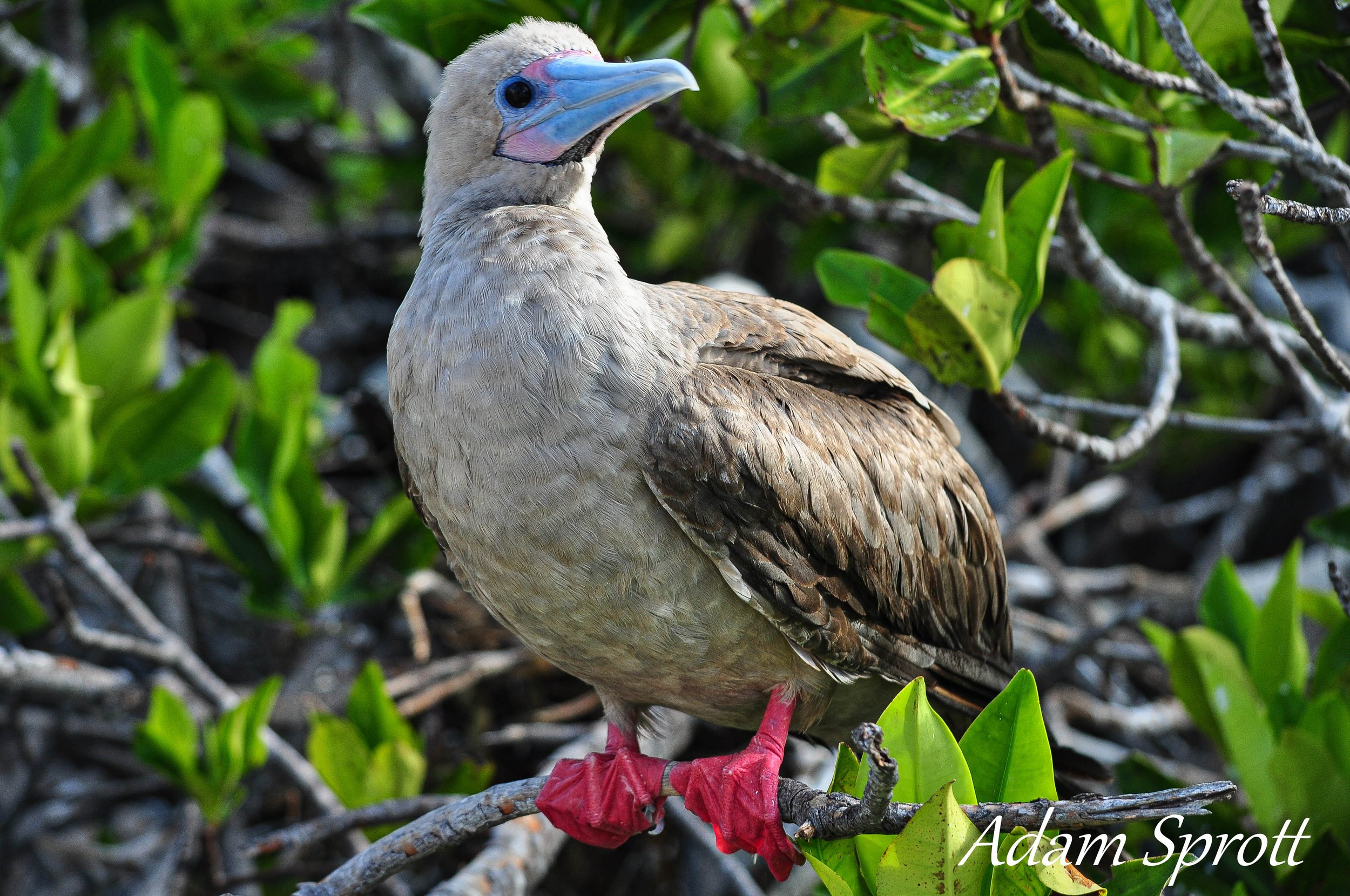 Galapagos_00000546.jpg