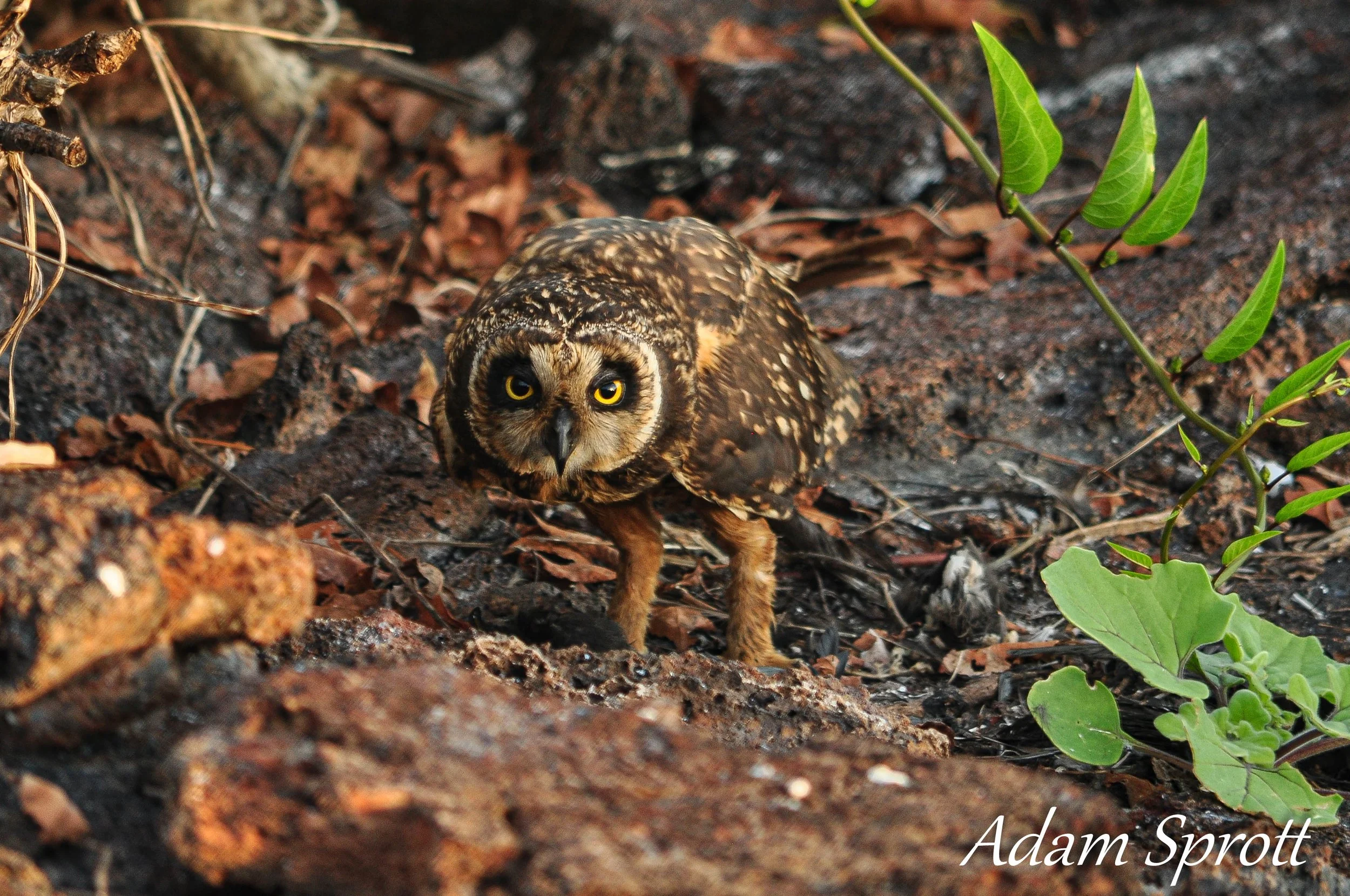 Galapagos_00000845.jpg