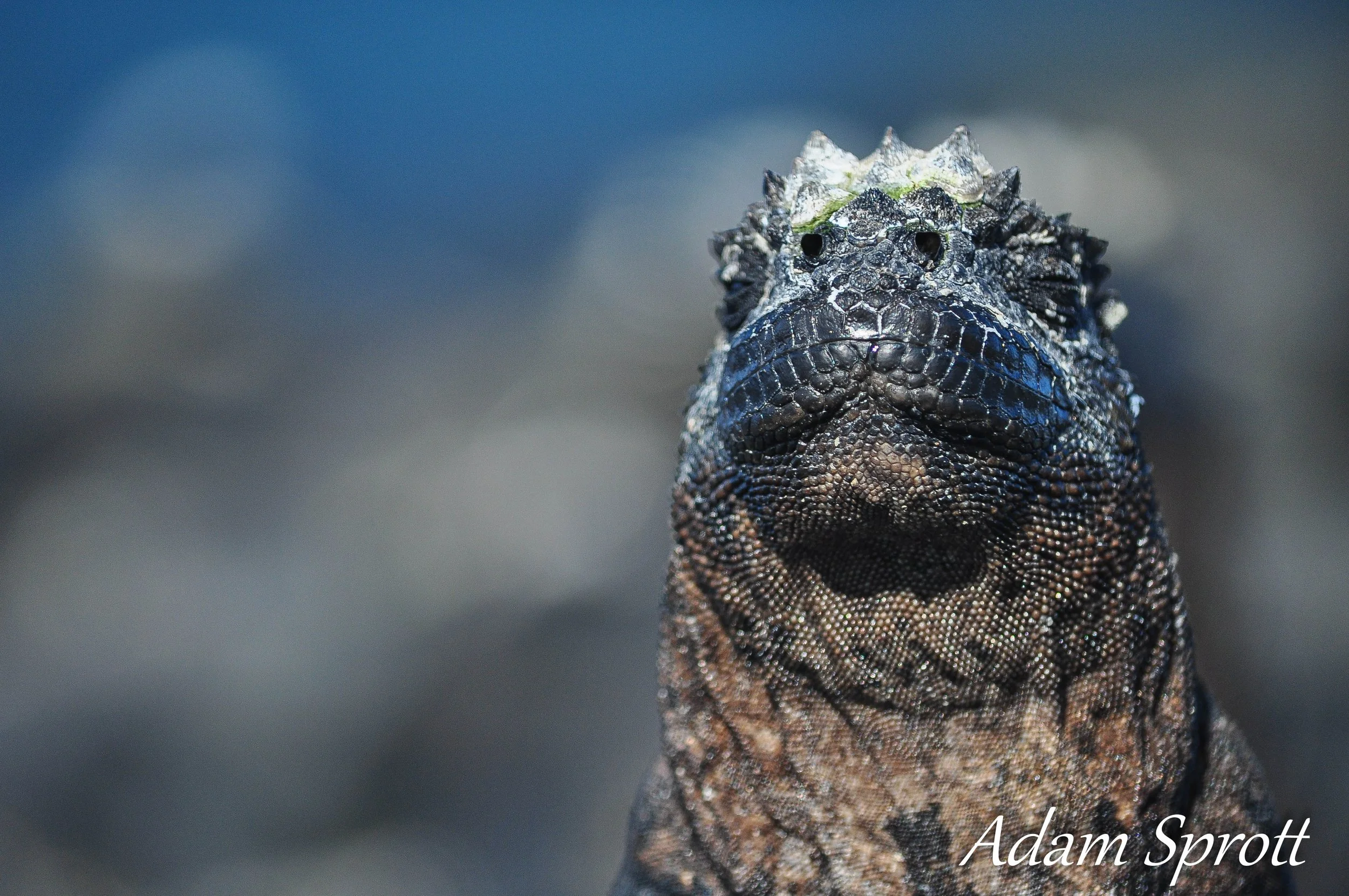 Galapagos_00000981.jpg