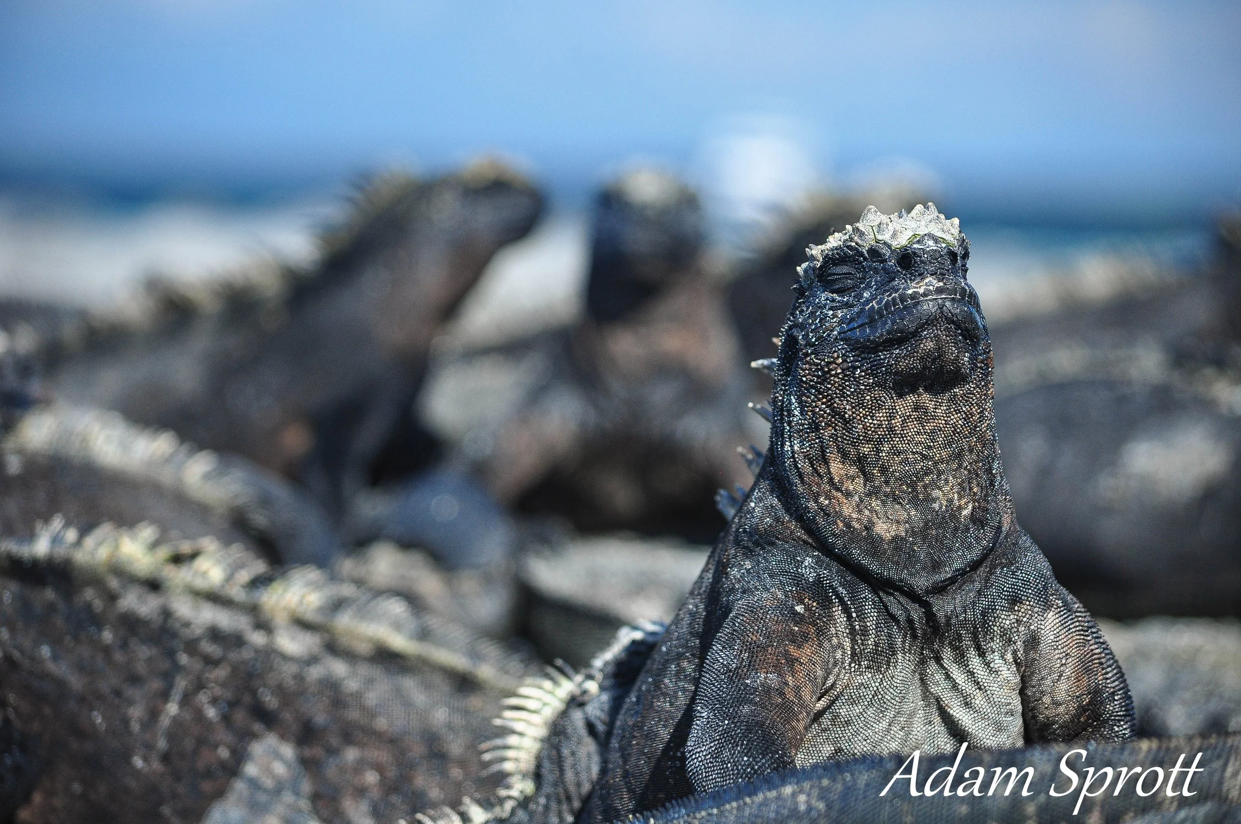 Galapagos_00000984.jpg