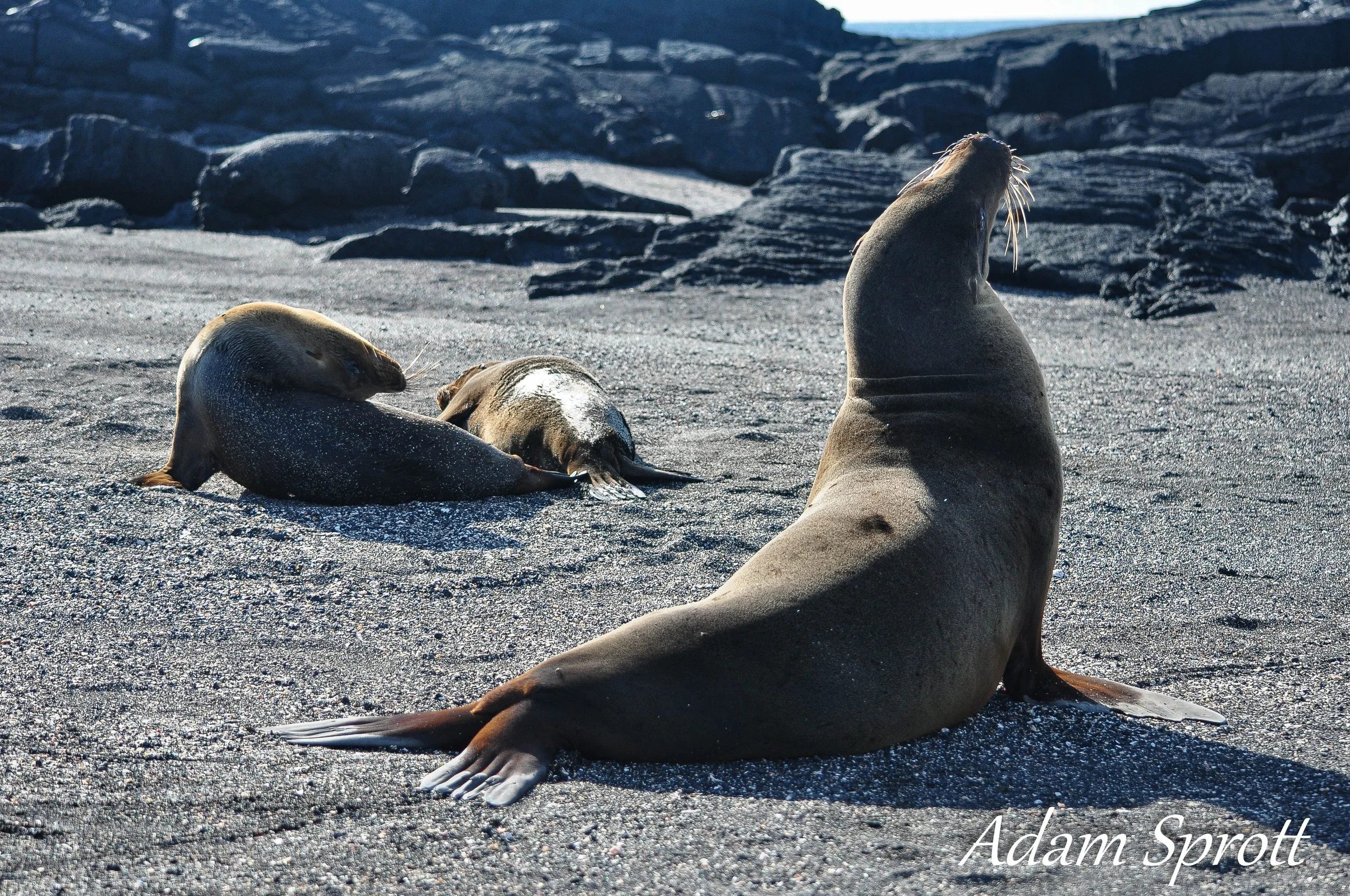 Galapagos_00001036.jpg