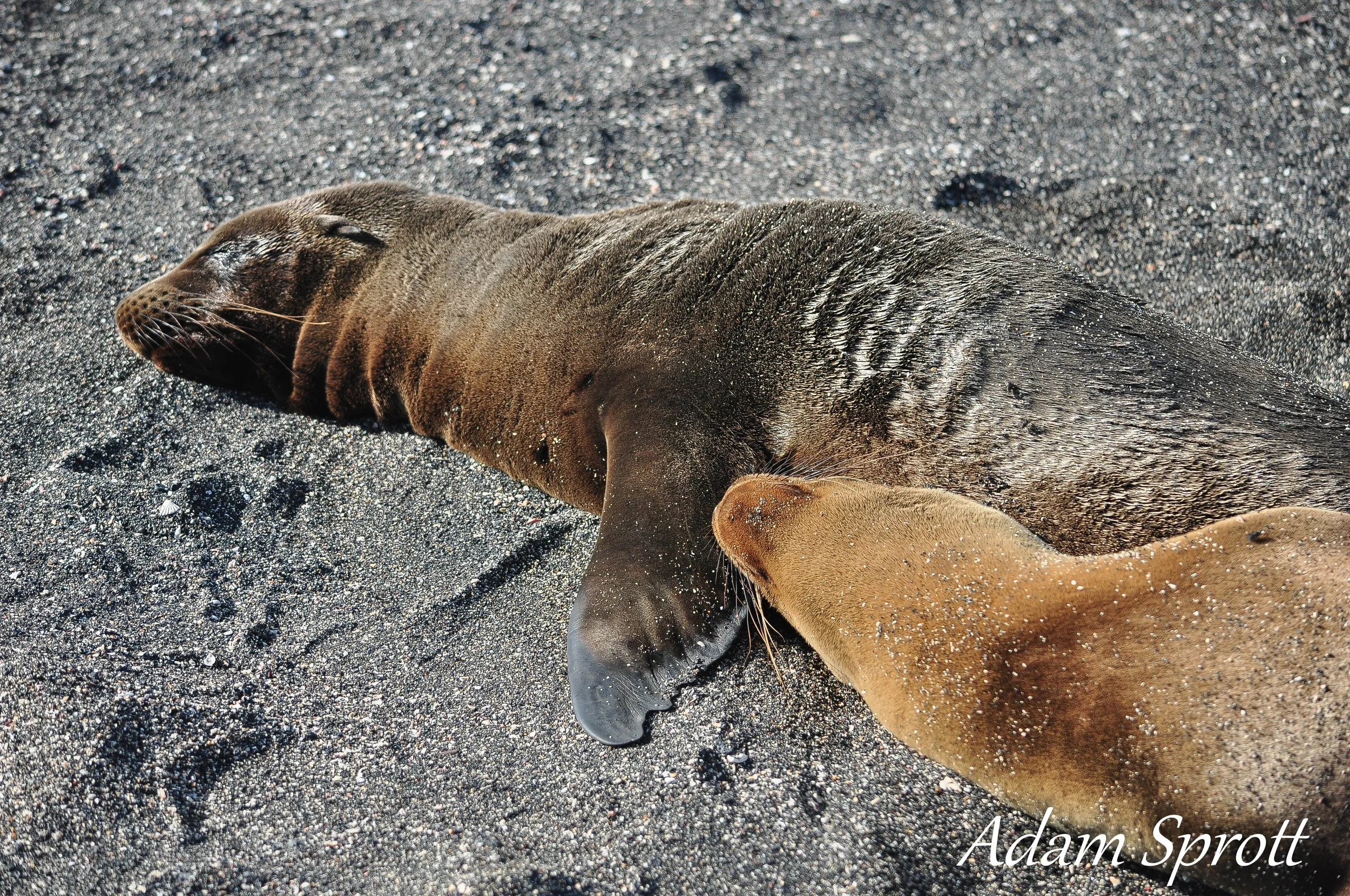 Galapagos_00001039.jpg