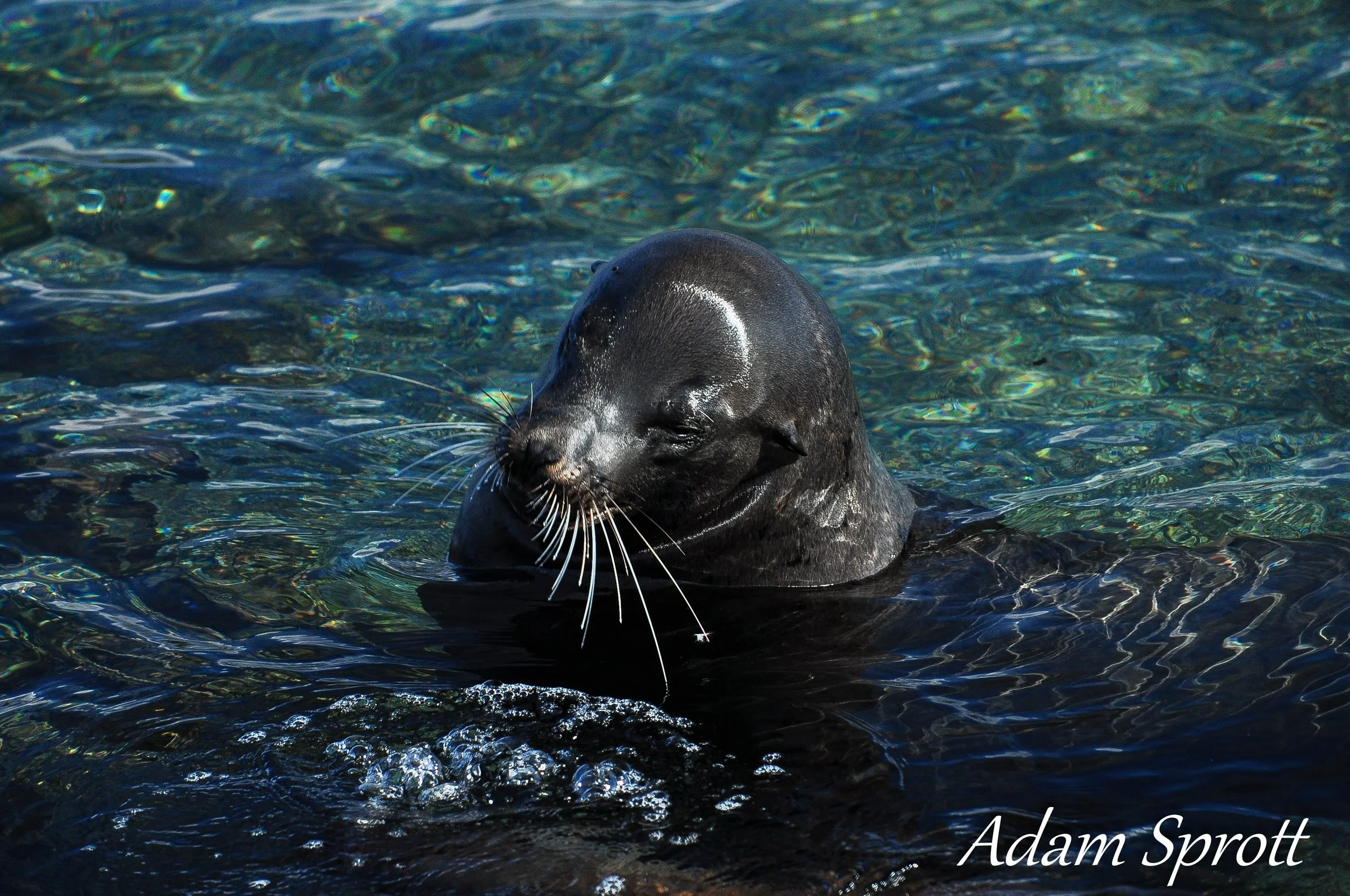 Galapagos_00001060.jpg