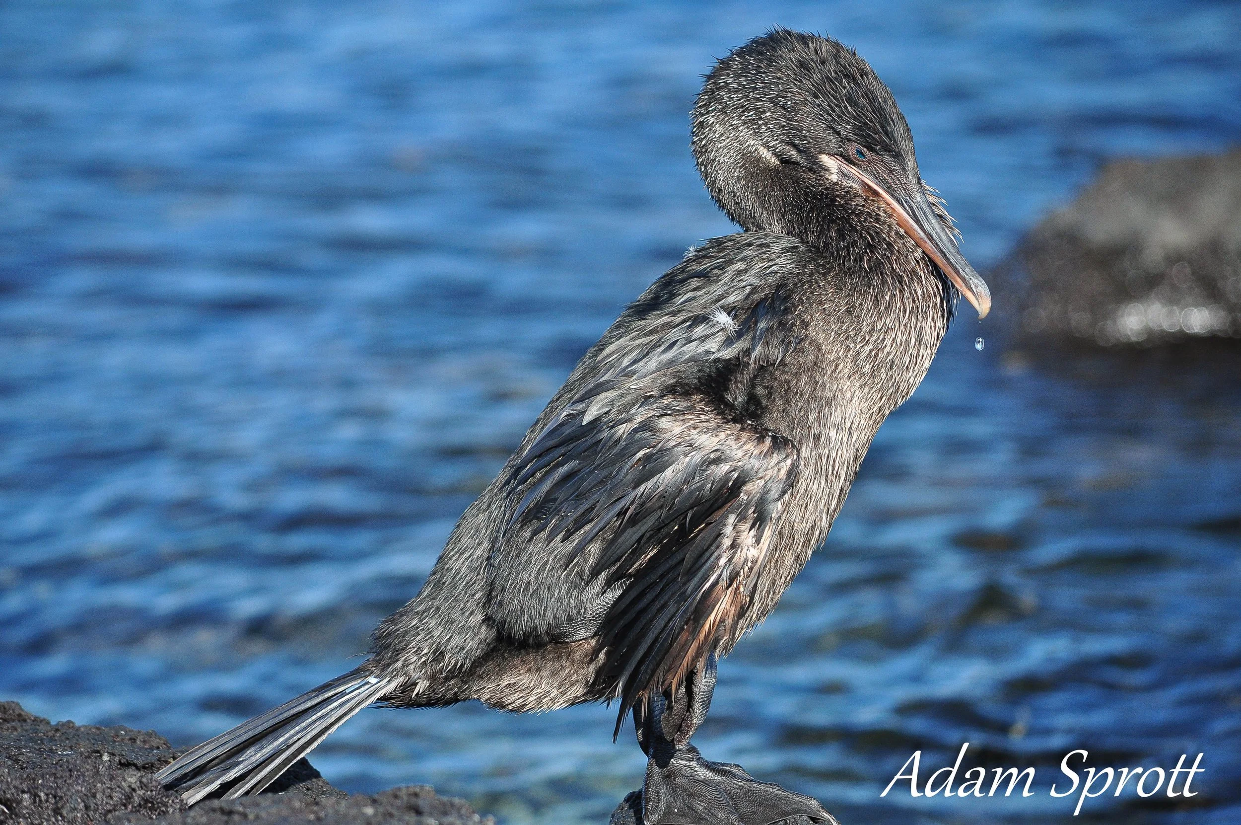 Galapagos_00001096-2.jpg