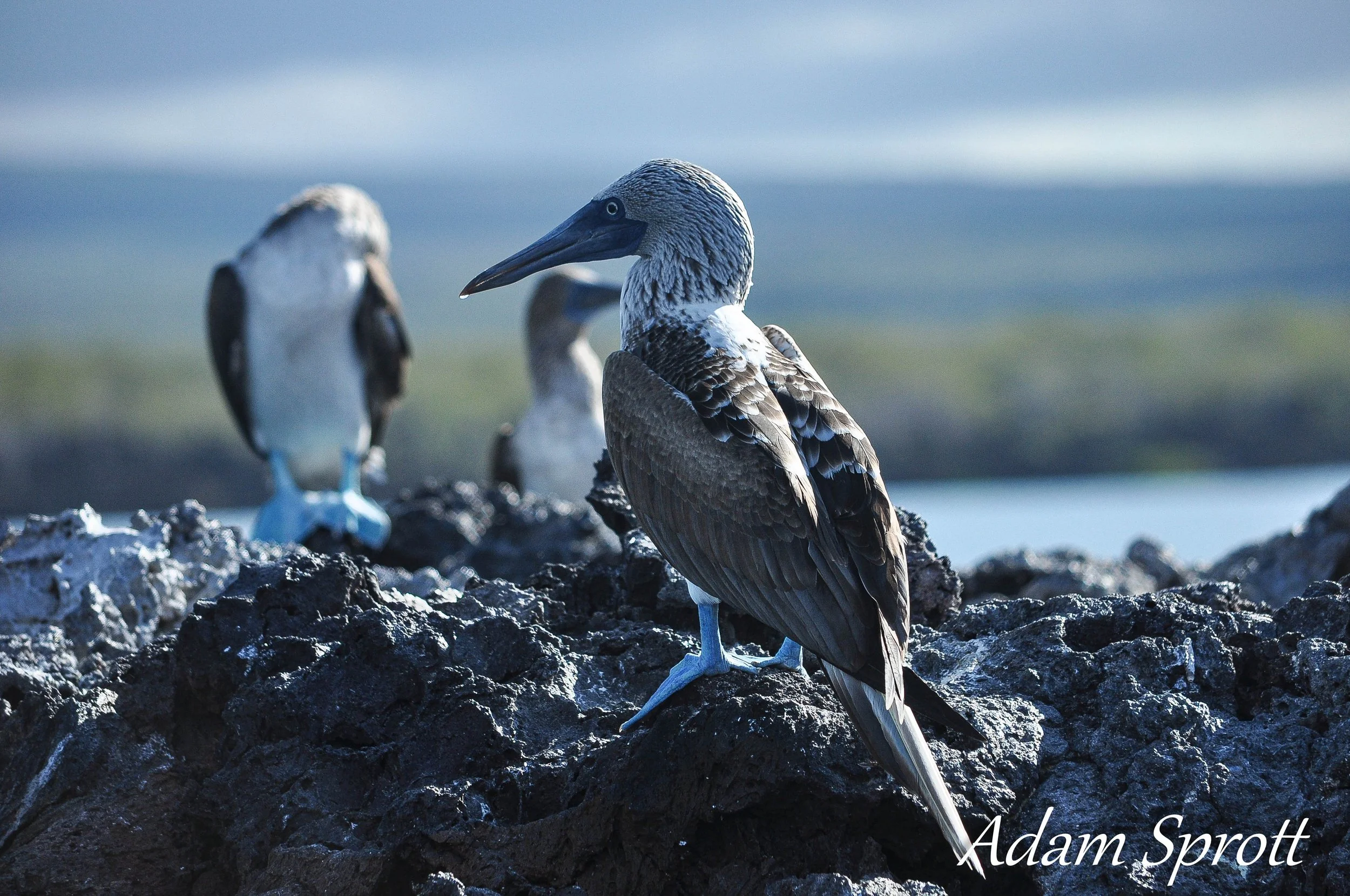 Galapagos_00001314.jpg