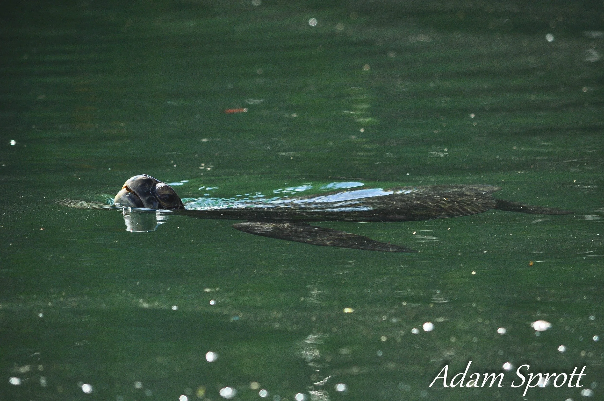 Galapagos_00001340.jpg
