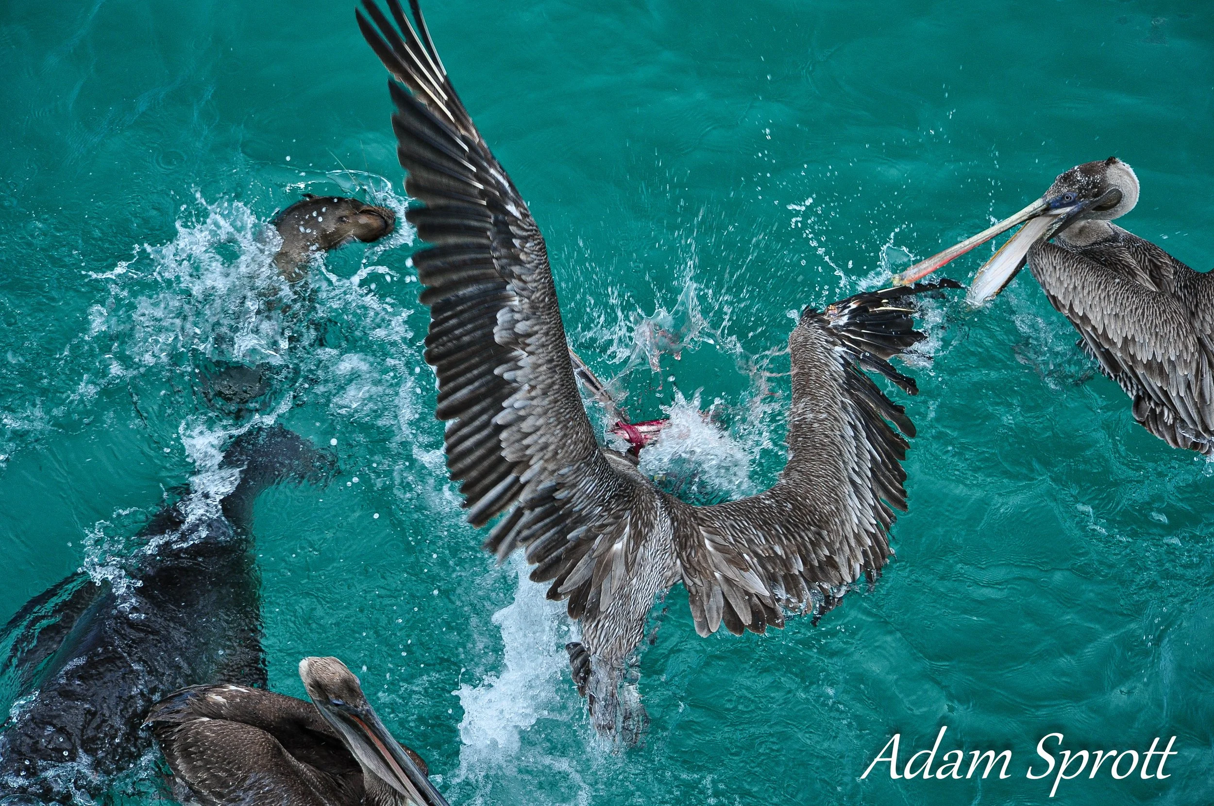 Galapagos_00001497.jpg