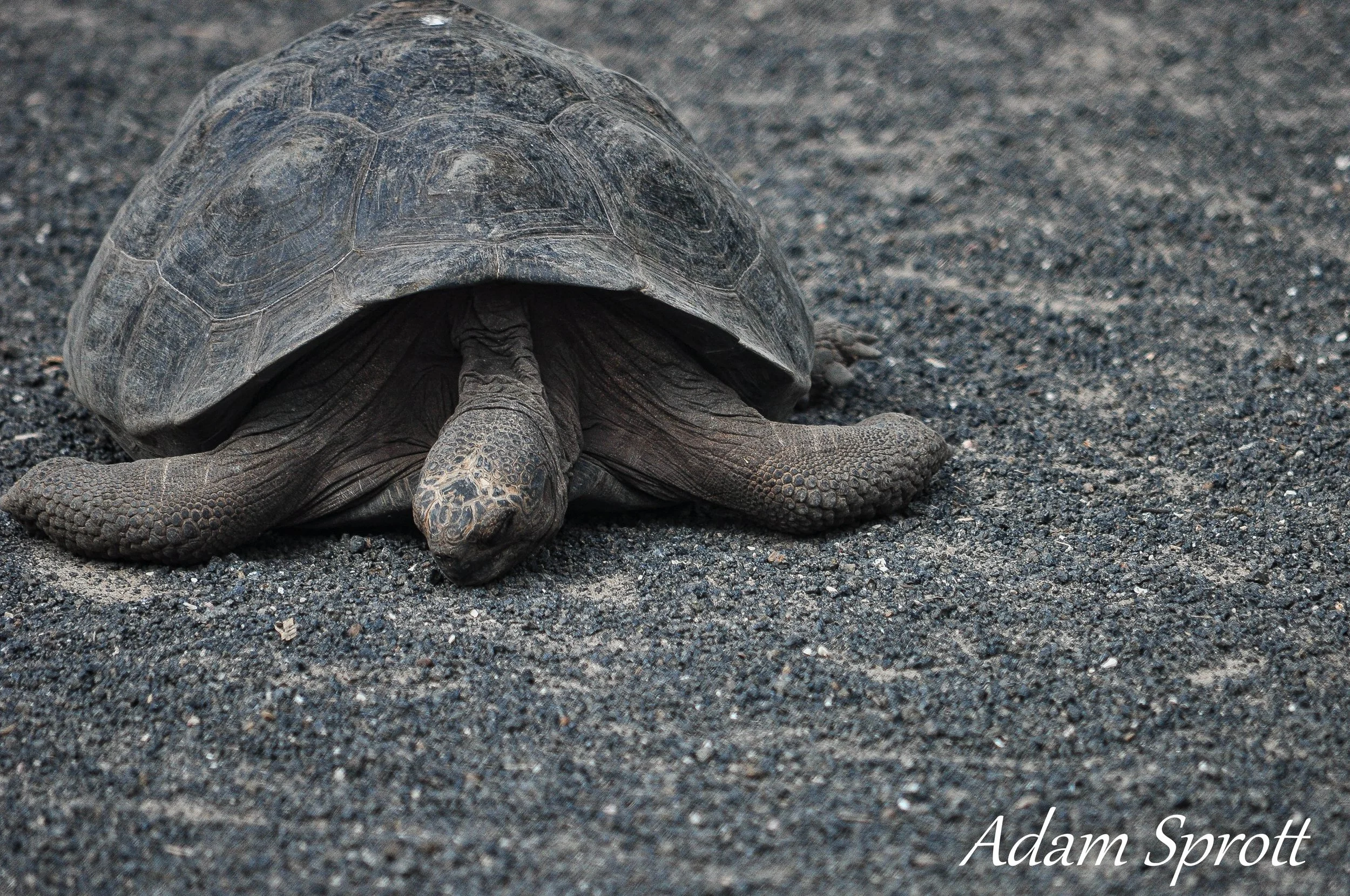 Galapagos_00001553.jpg