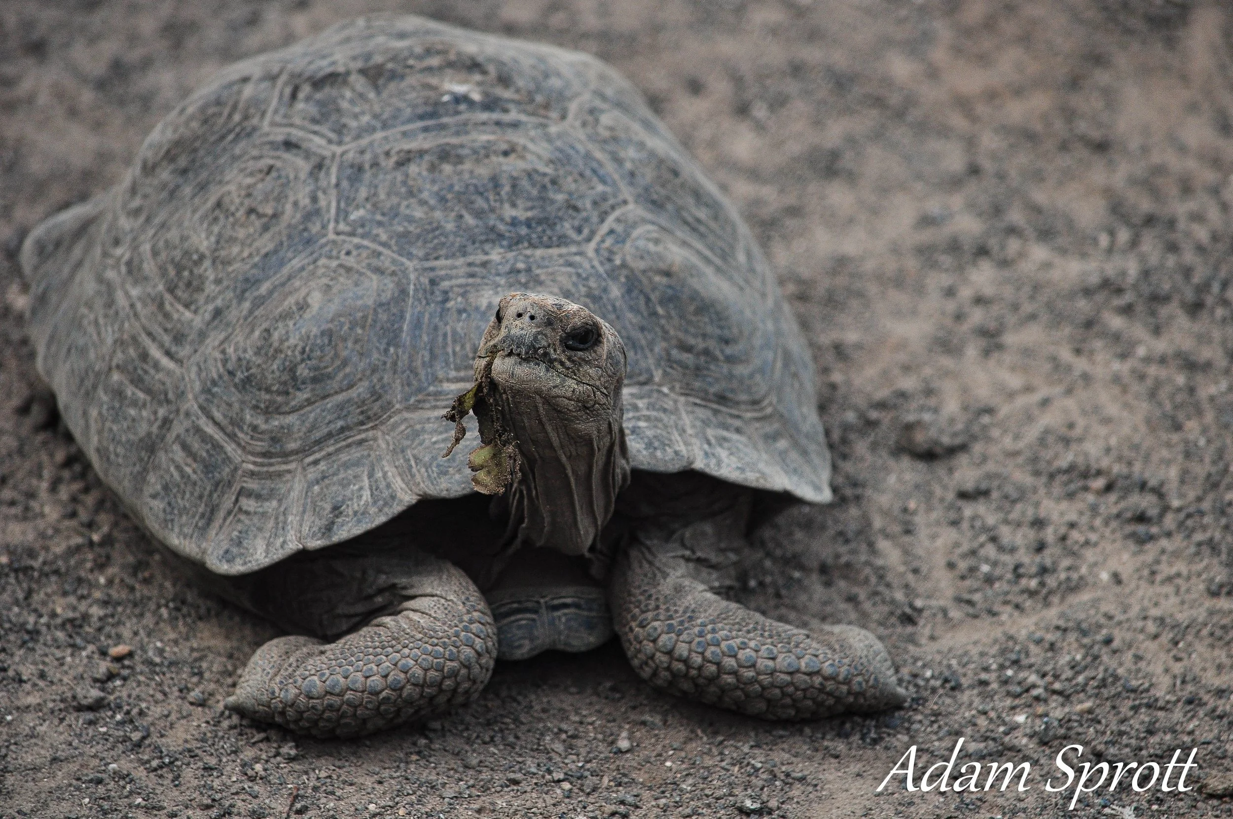 Galapagos_00001559.jpg