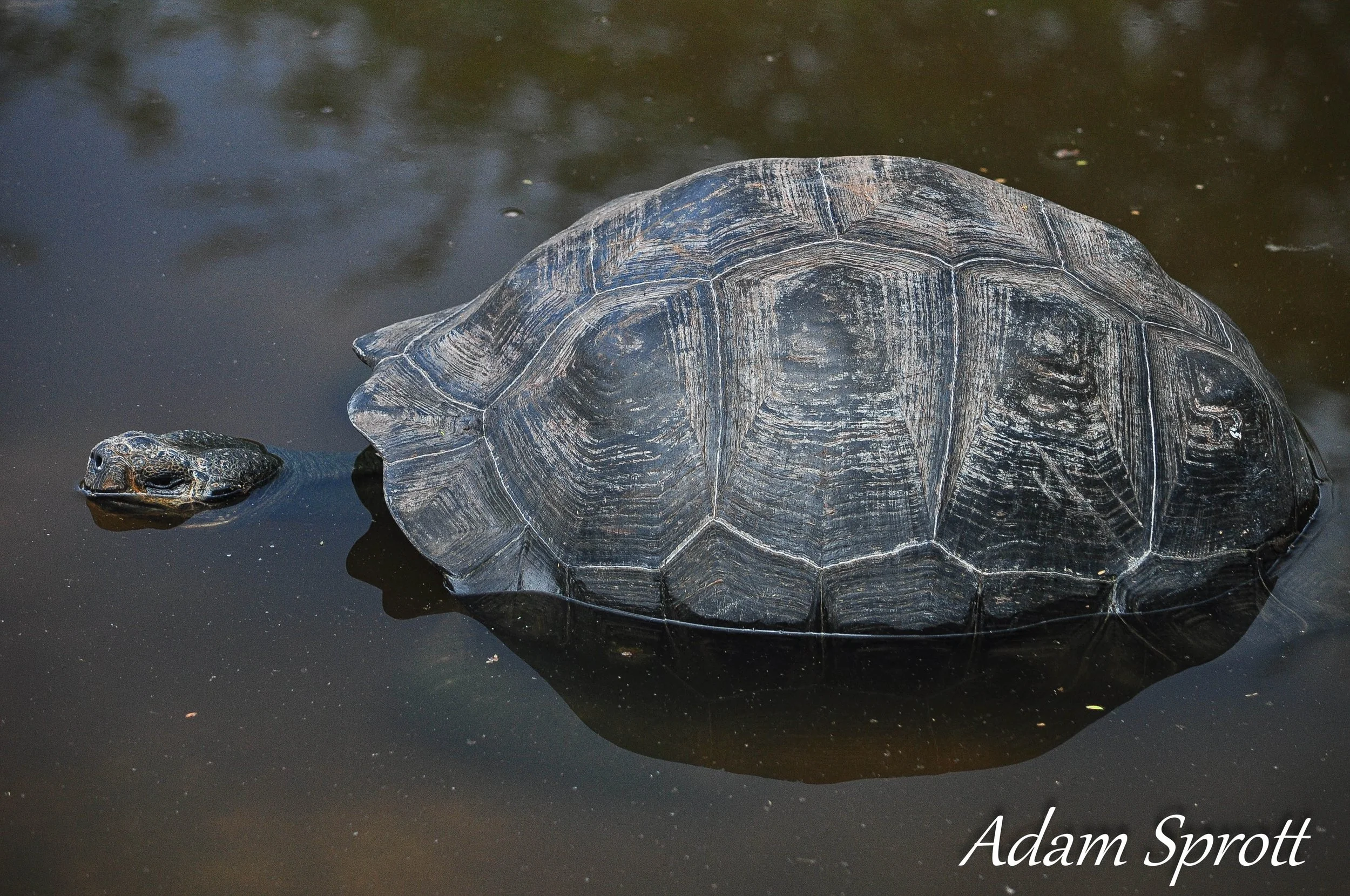Galapagos_00001589.jpg