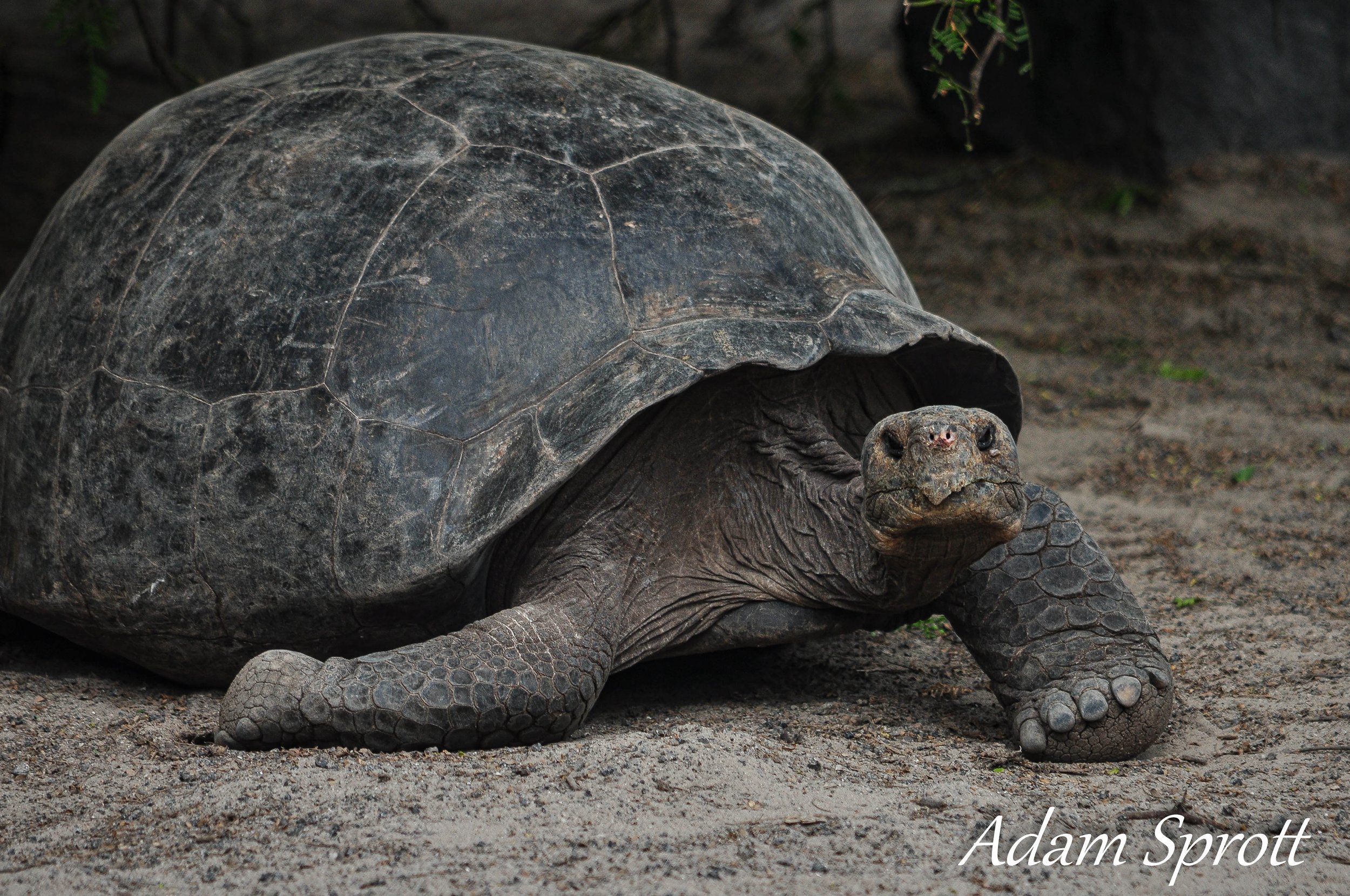 Galapagos_00001592.jpg