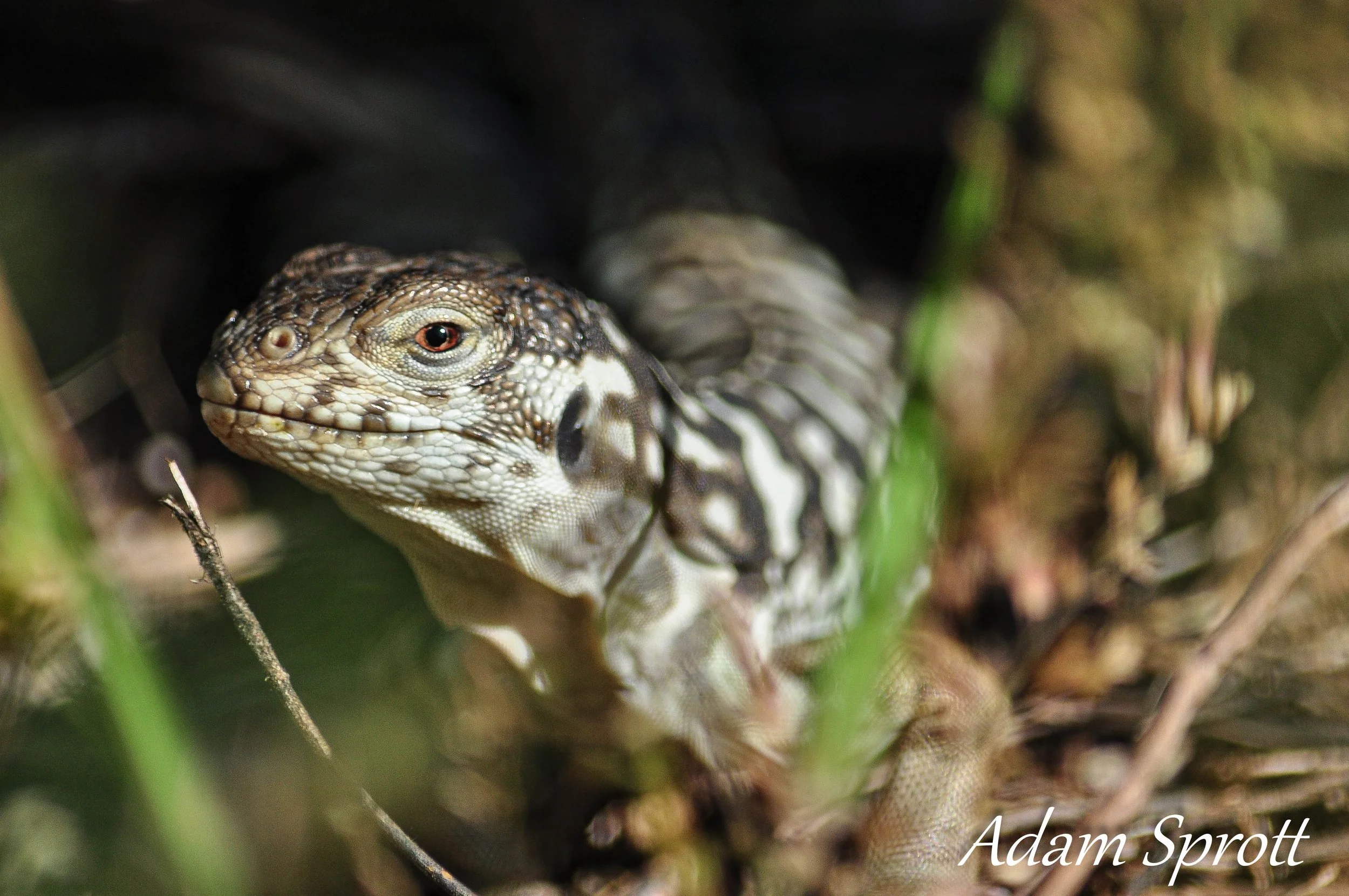 Galapagos_00001718.jpg