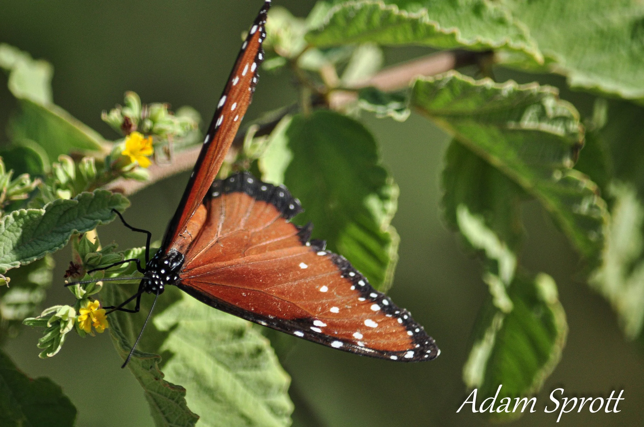 Galapagos_00001770.jpg