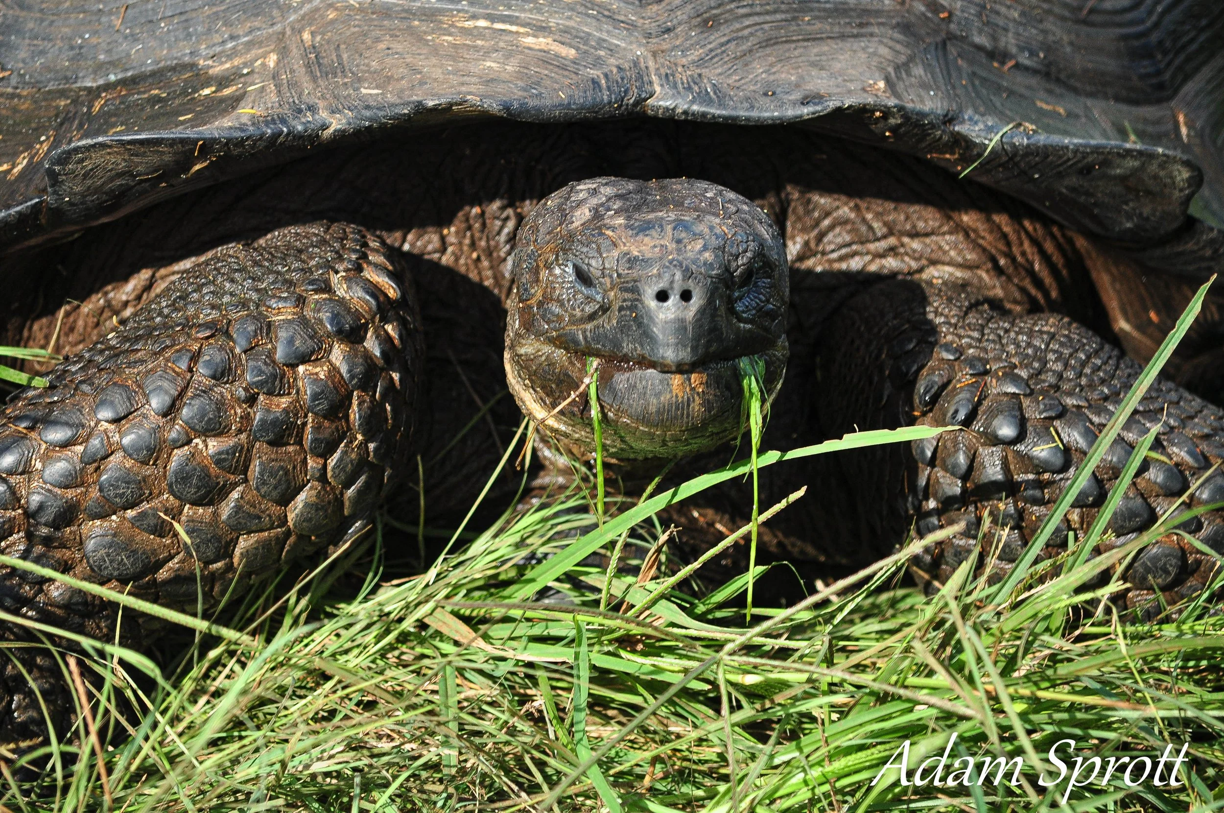 Galapagos_00001913.jpg