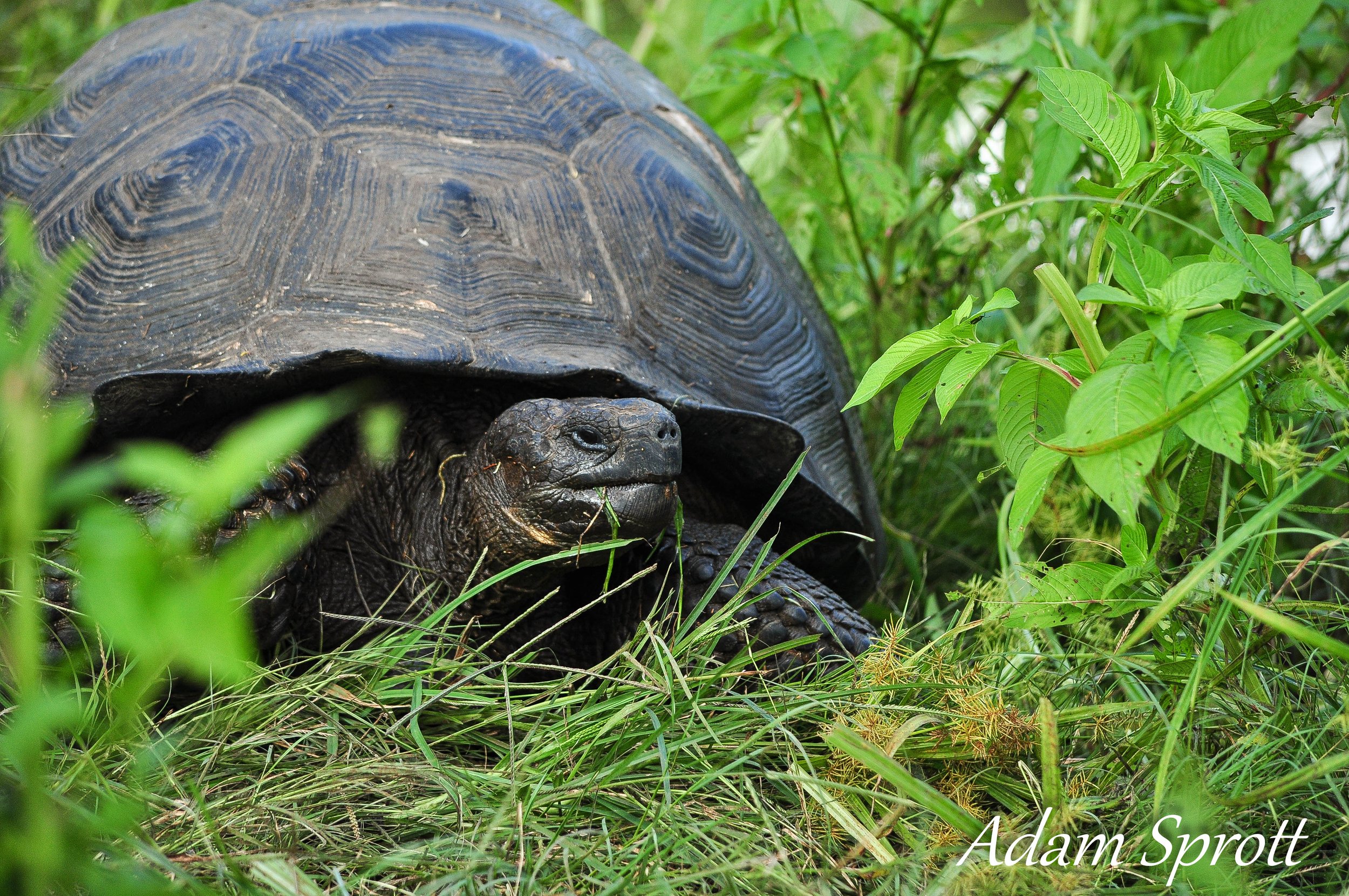 Galapagos_00001914.jpg