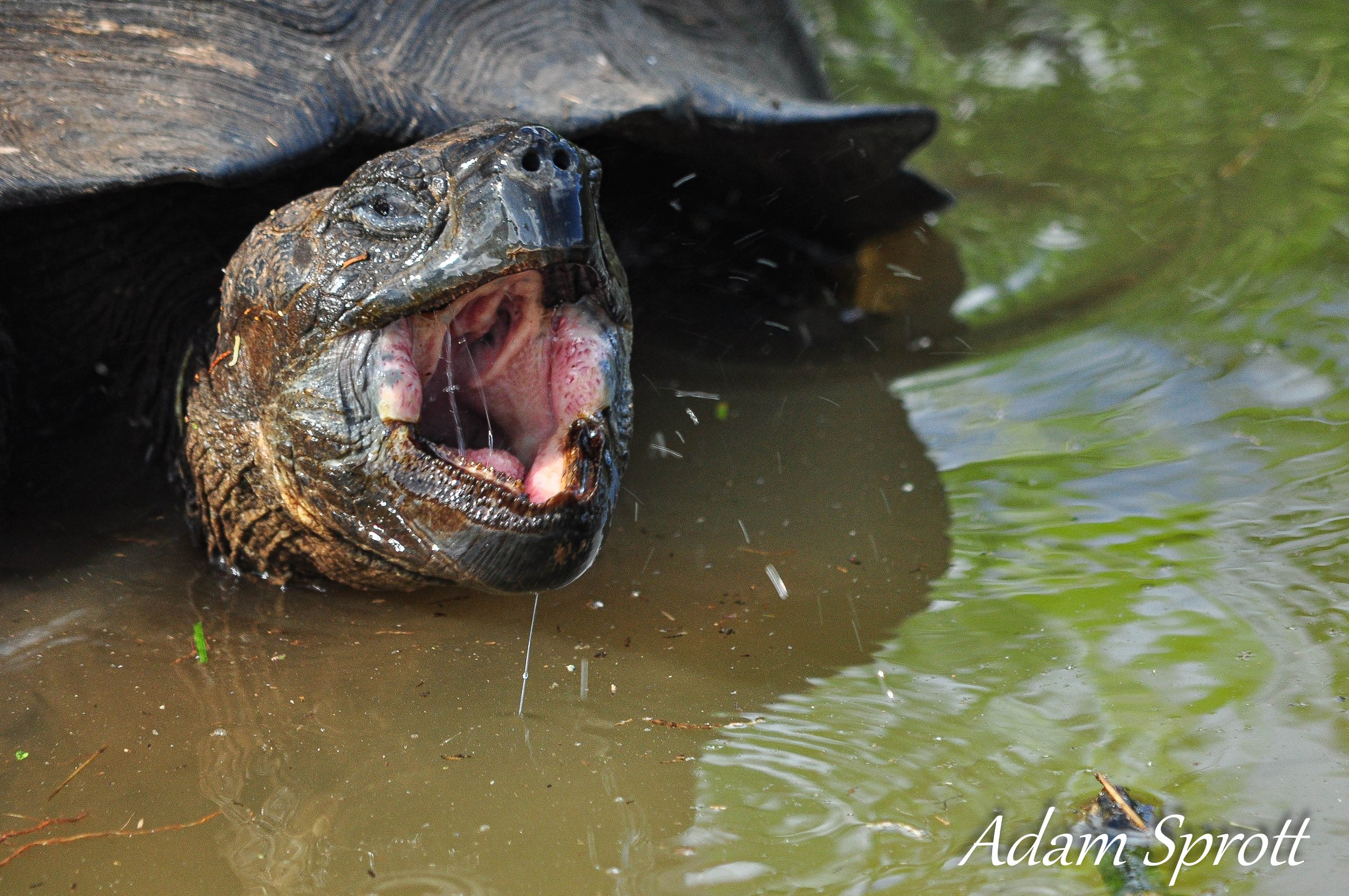 Galapagos_00001954.jpg