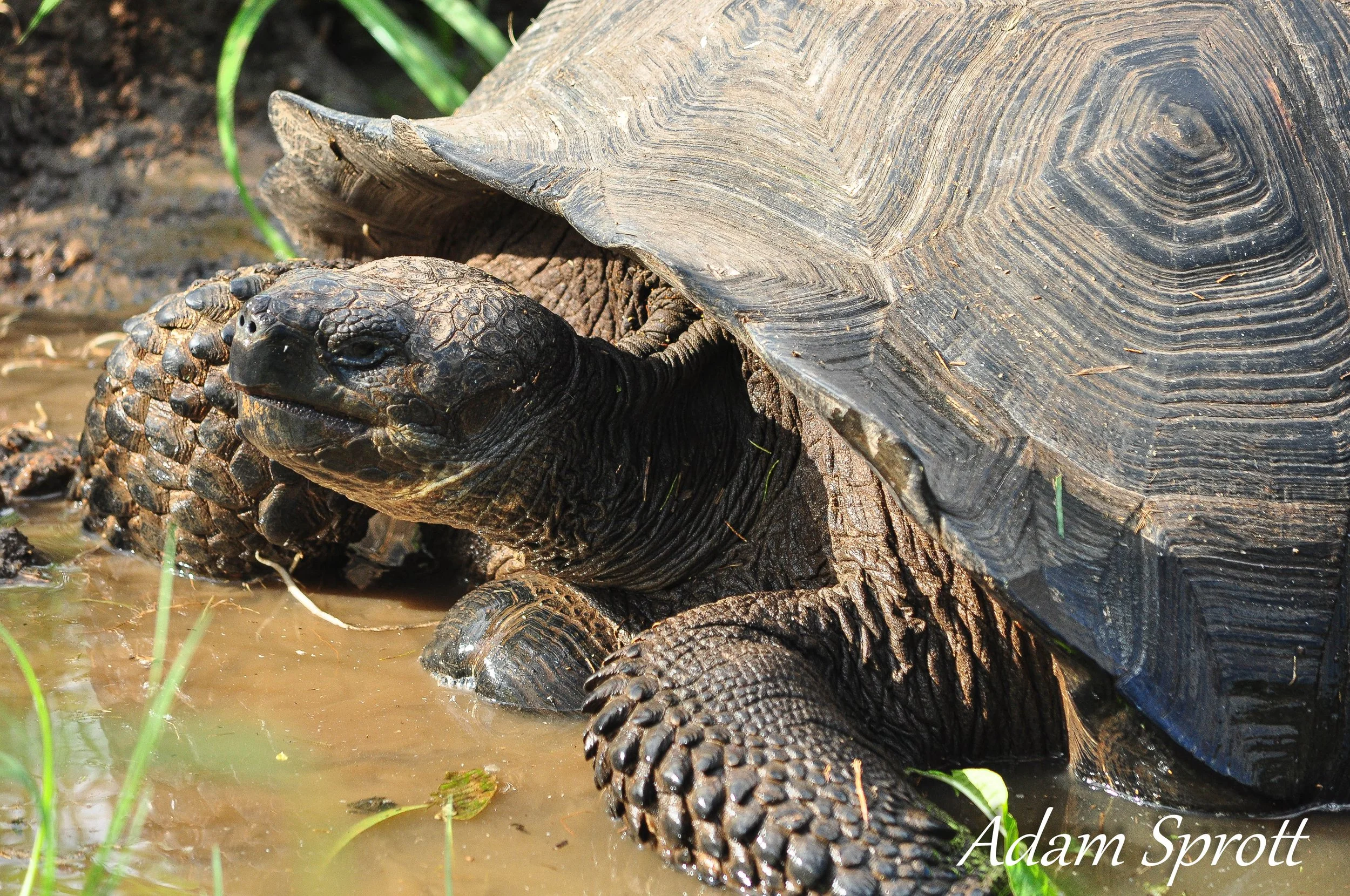 Galapagos_00001958.jpg
