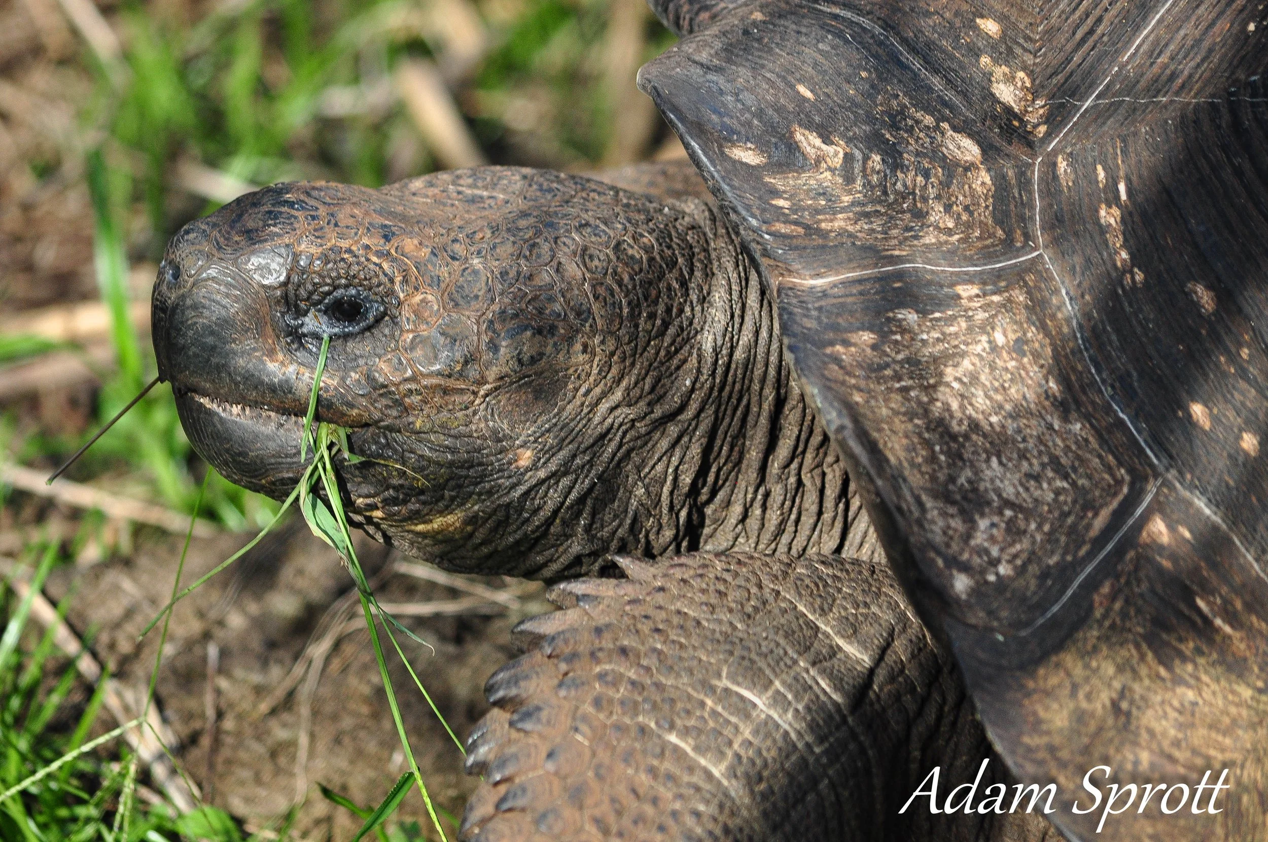 Galapagos_00001965.jpg