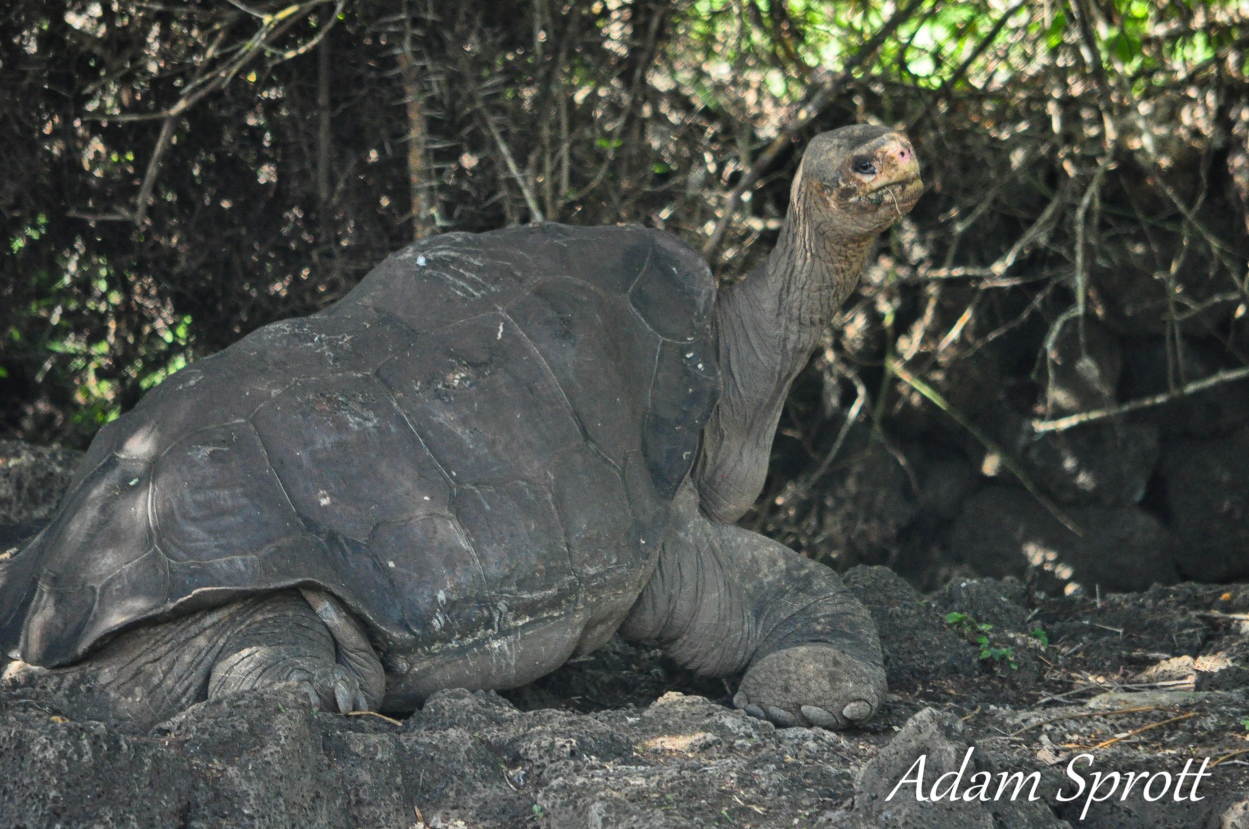 Galapagos_00002159.jpg