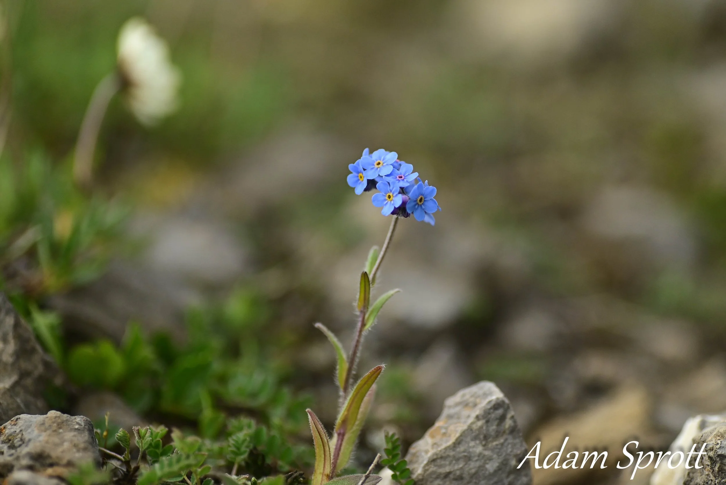 DSC_2814.jpg