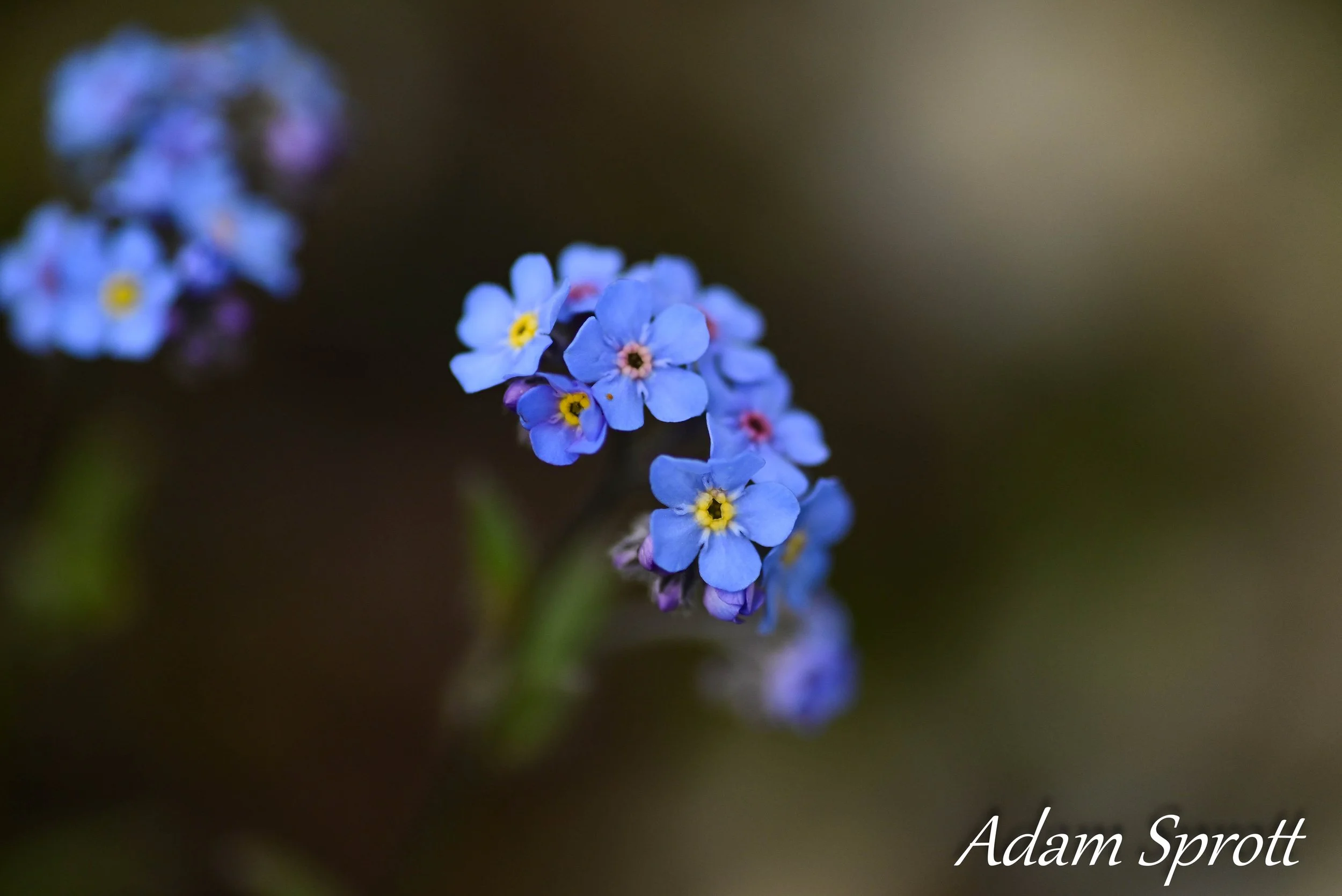 DSC_2821.jpg