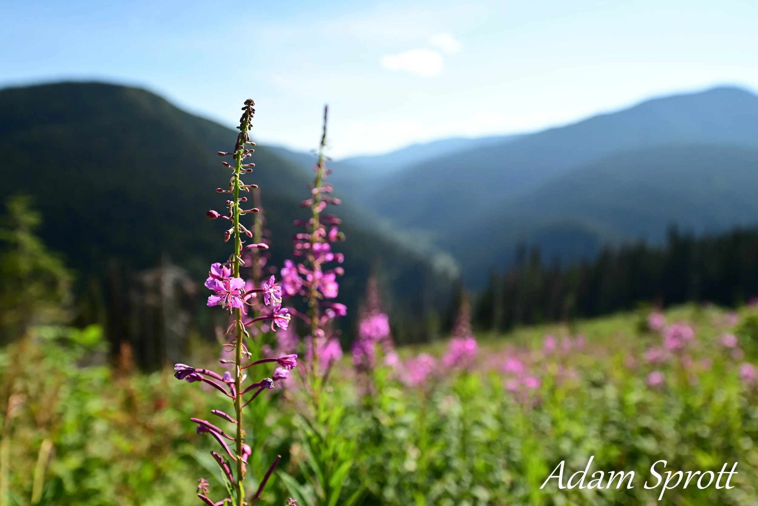 DSC_3272.jpg