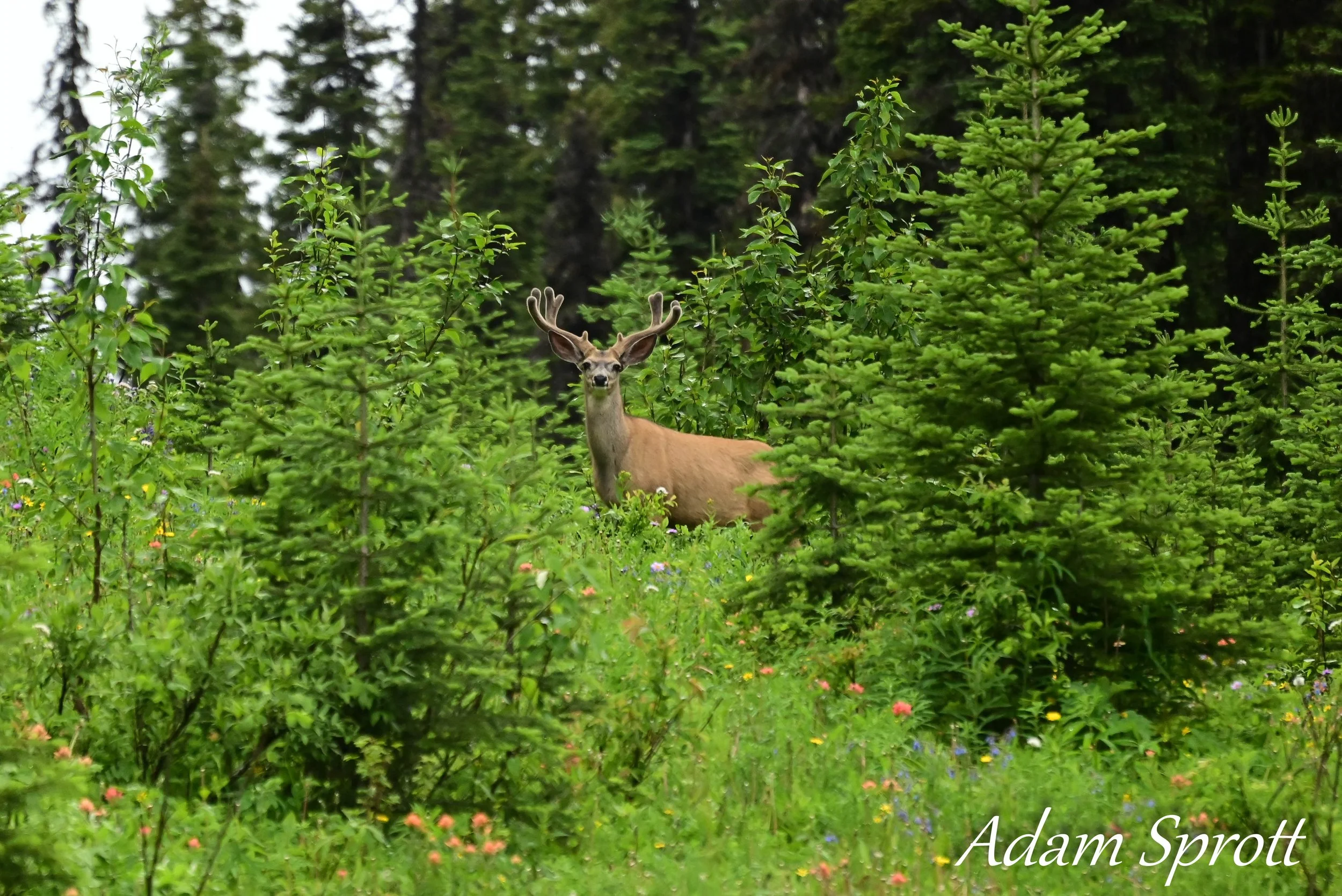 DSC_3241-2.jpg